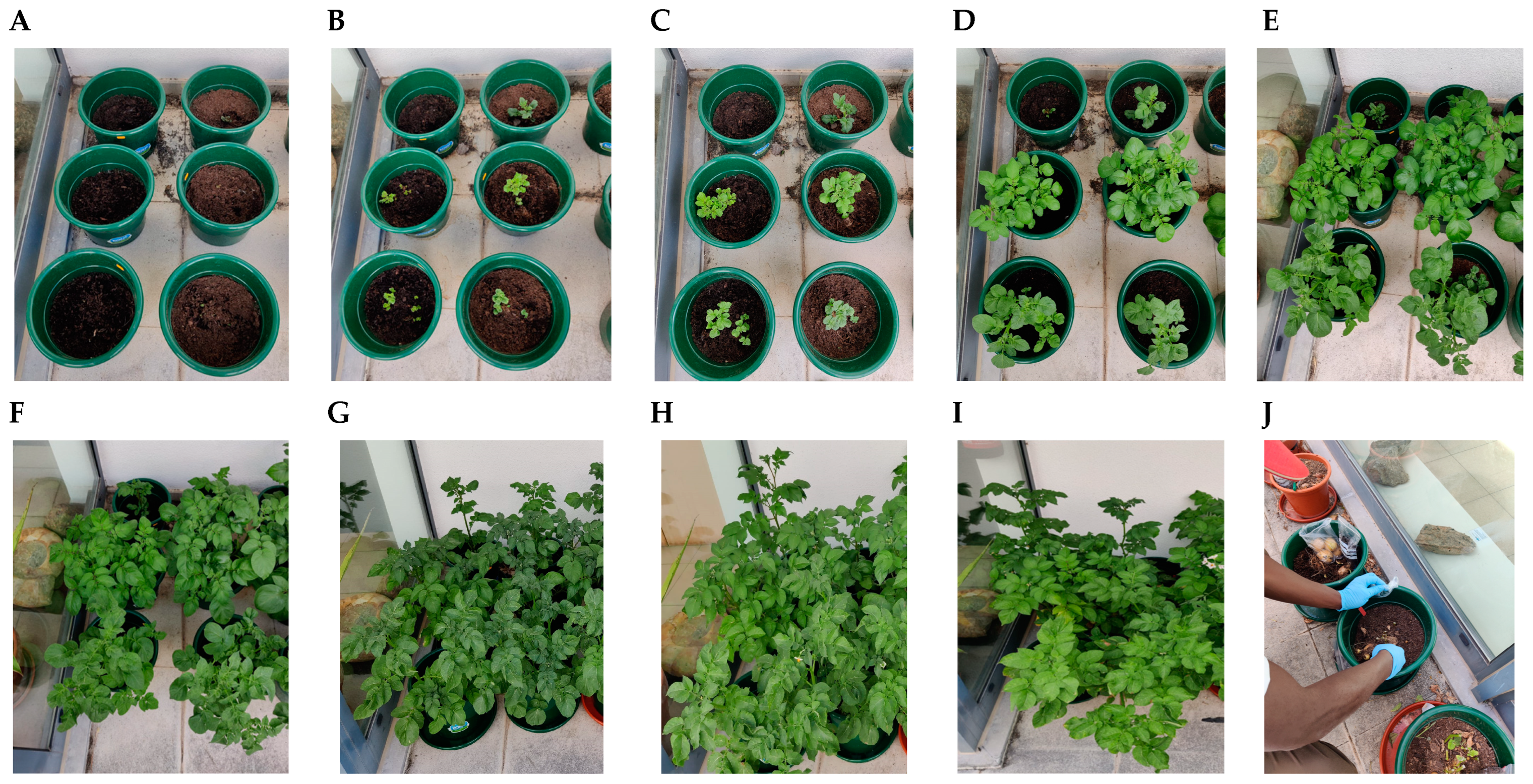 Plants 14 01351 g009