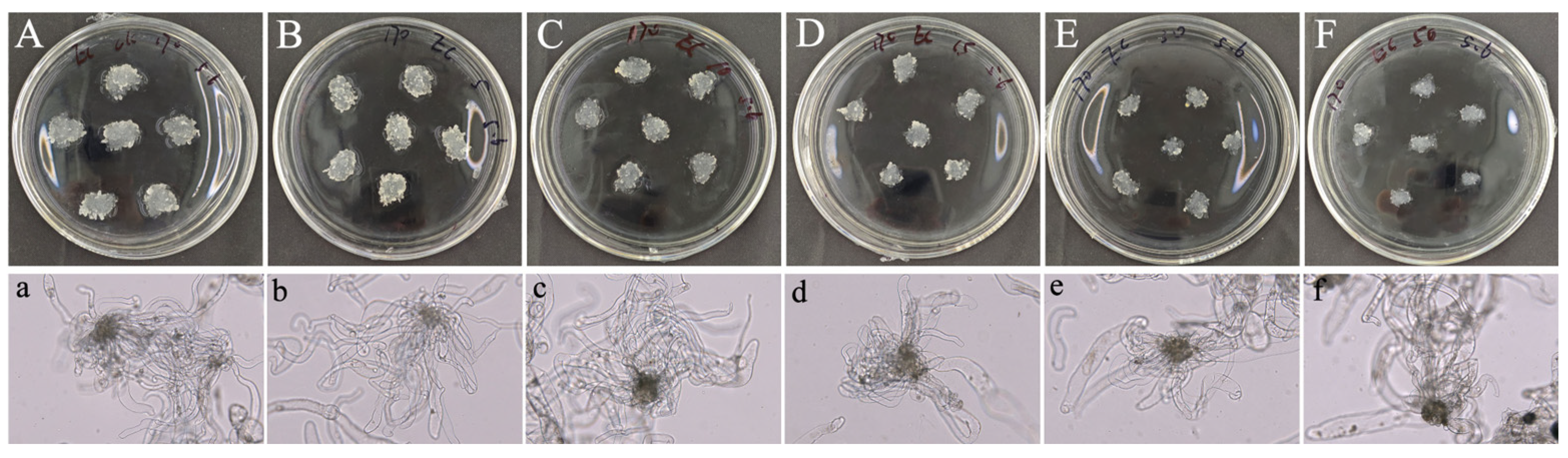 Plants 14 01354 g001