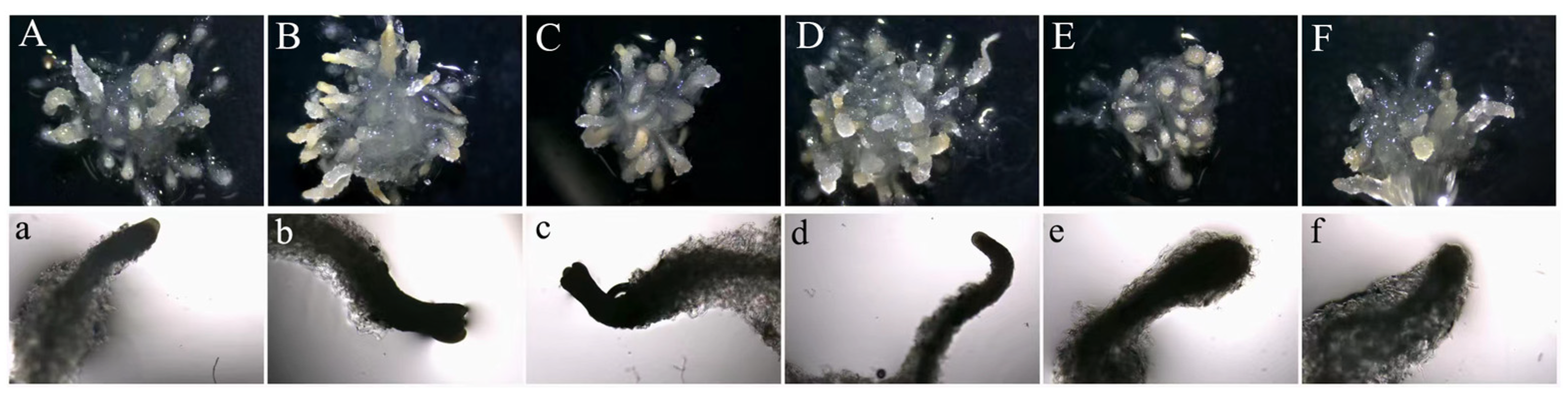 Plants 14 01354 g003