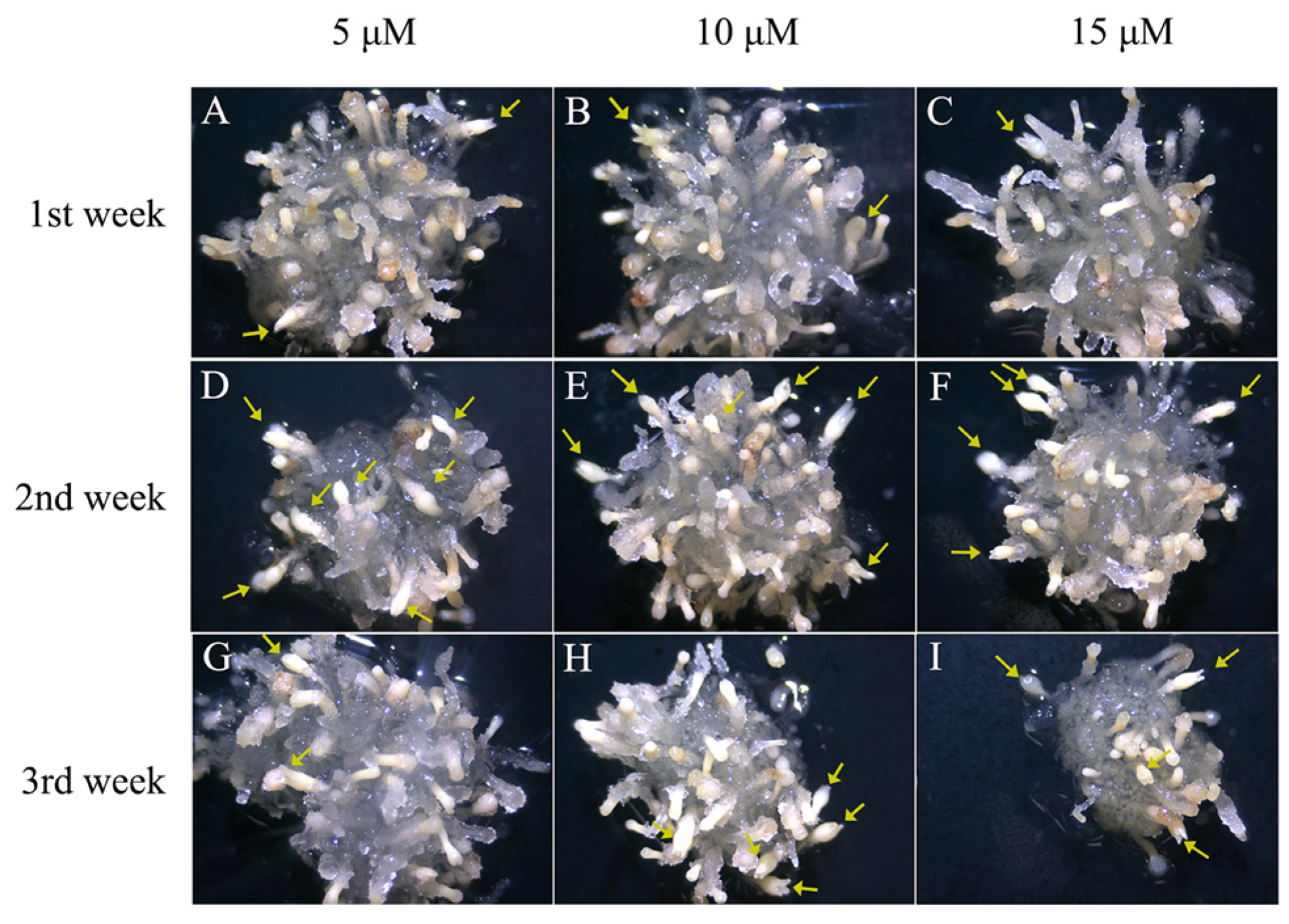 Plants 14 01354 g005