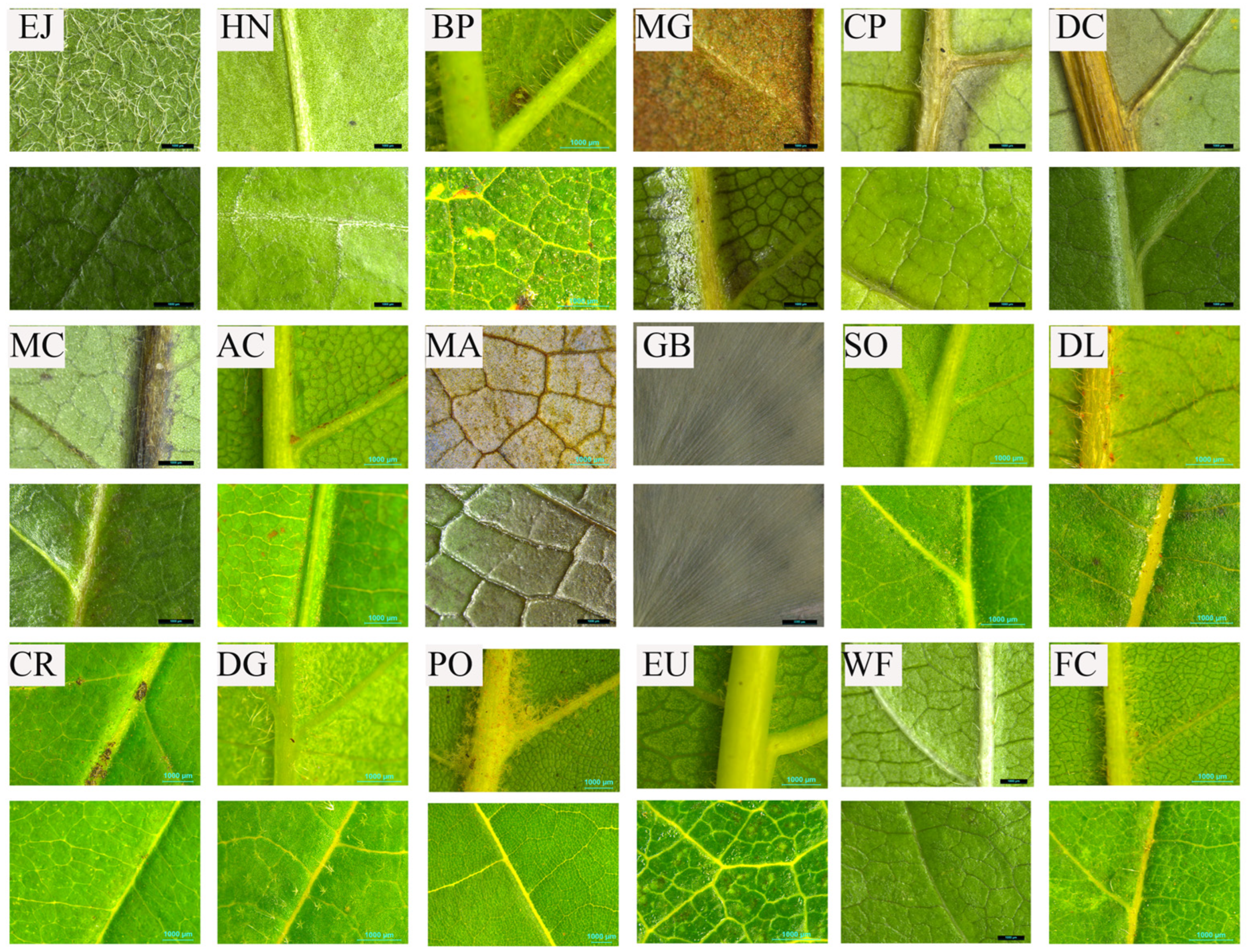 Plants 14 01363 g008