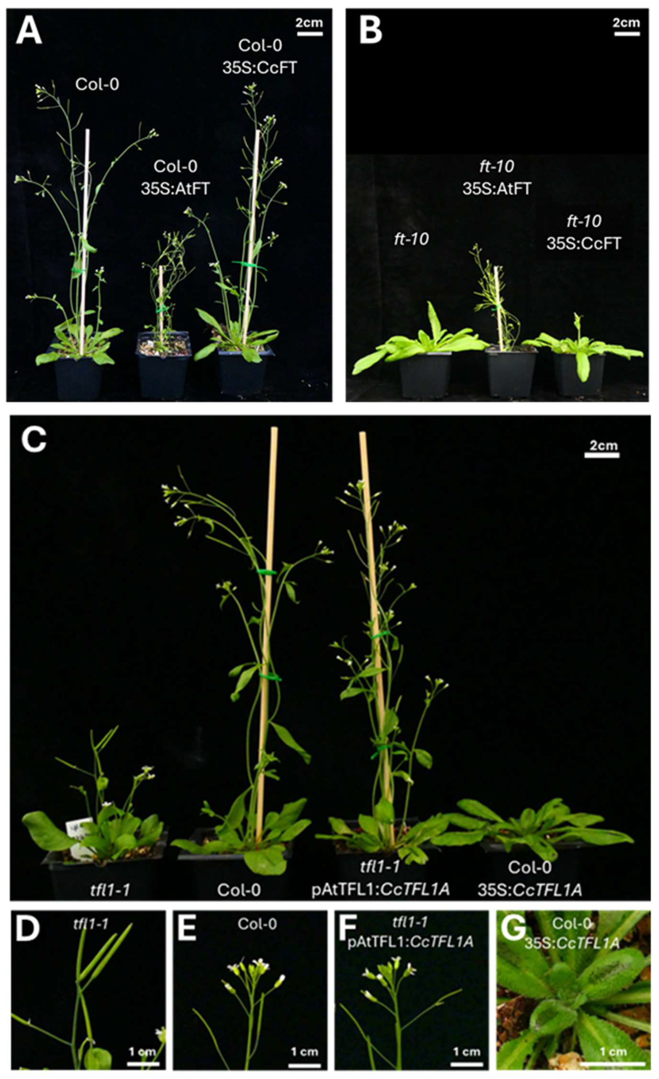 Plants 14 01364 g005