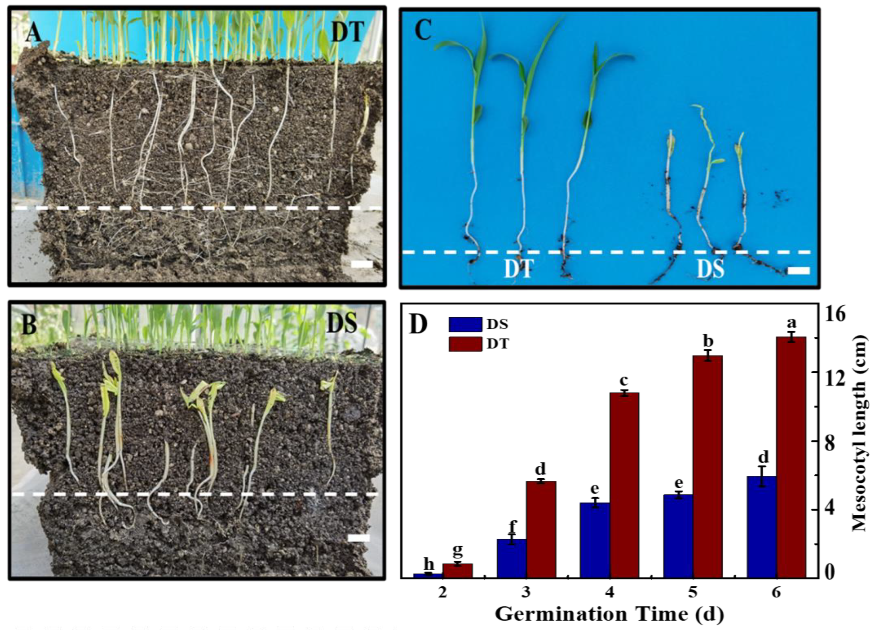 Plants 14 01366 g002