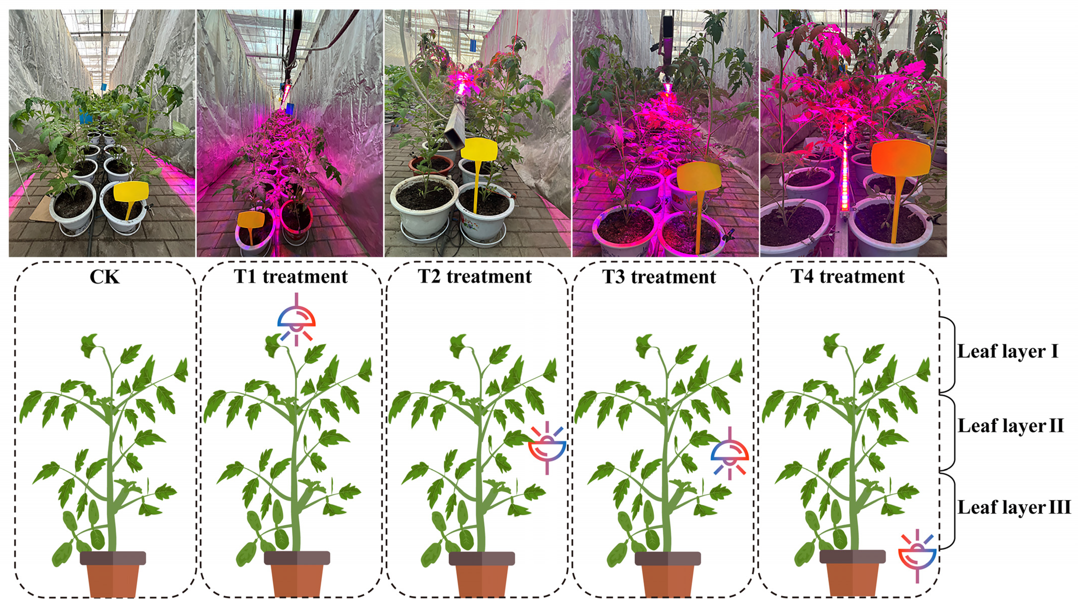 Plants 14 01369 g012