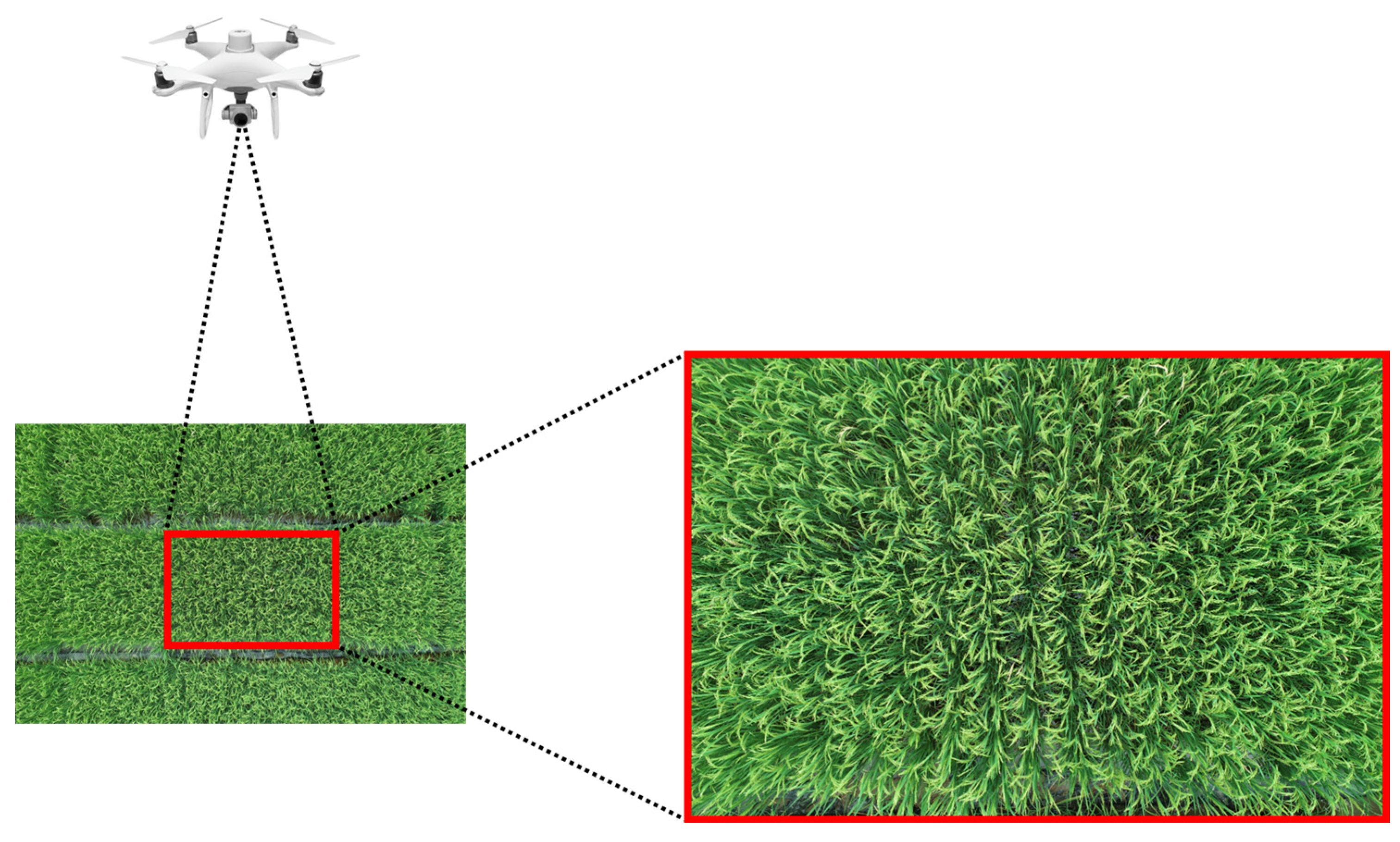 Plants 14 01370 g002