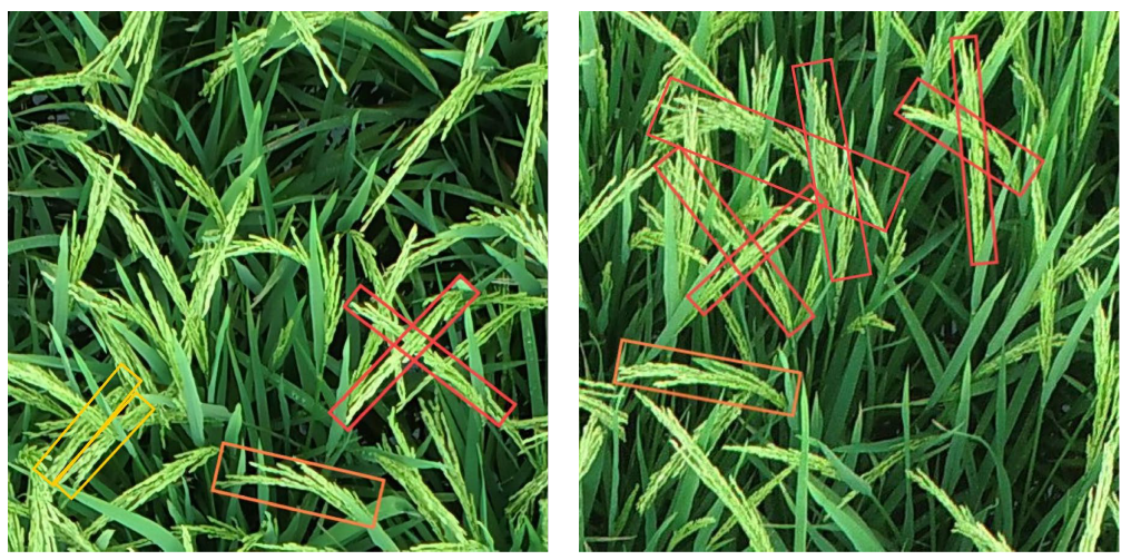 Plants 14 01370 g004