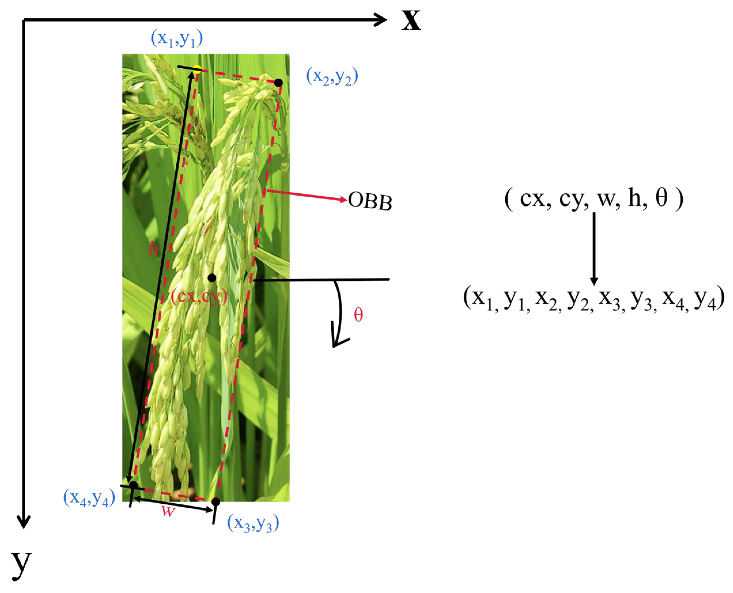 Plants 14 01370 g005