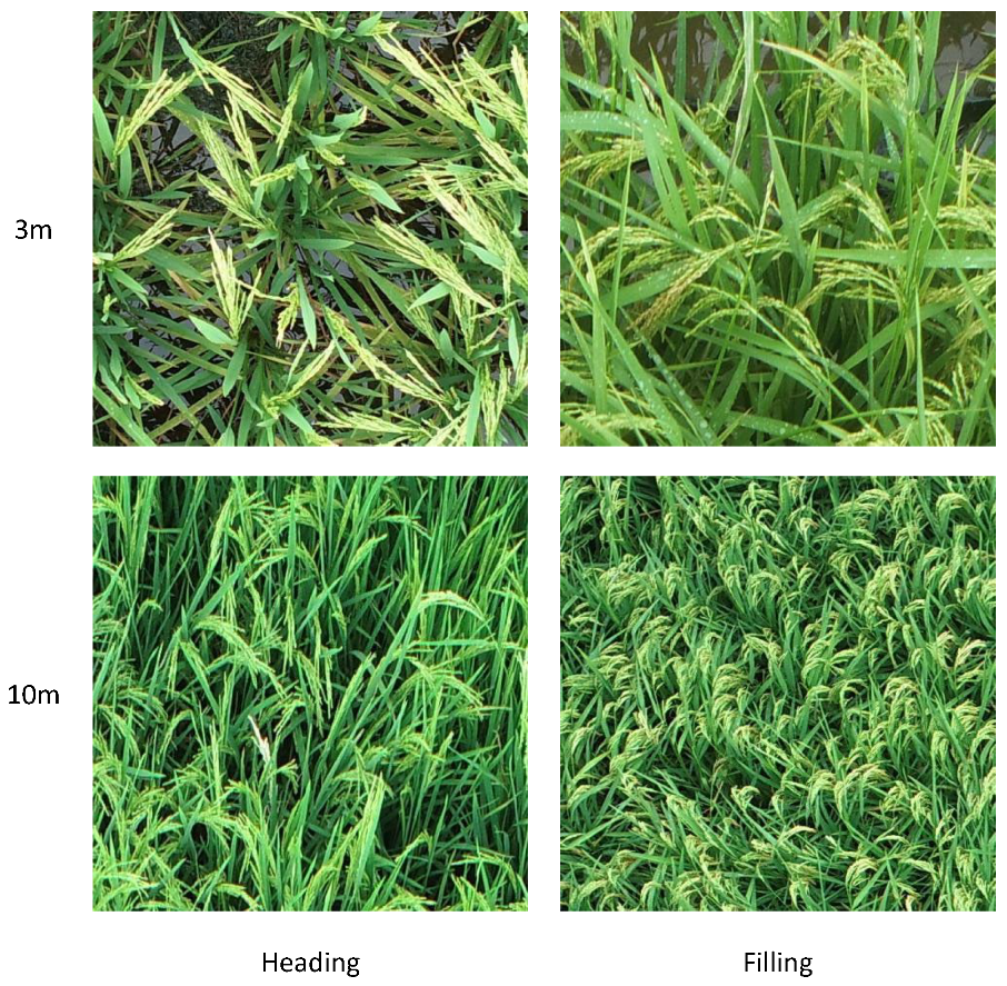 Plants 14 01370 g006