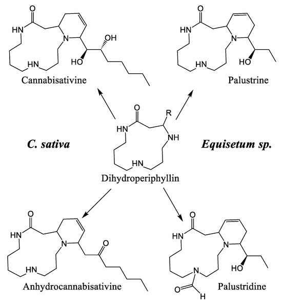 Exploring the Lesser-Known Bioactive Natural Products of