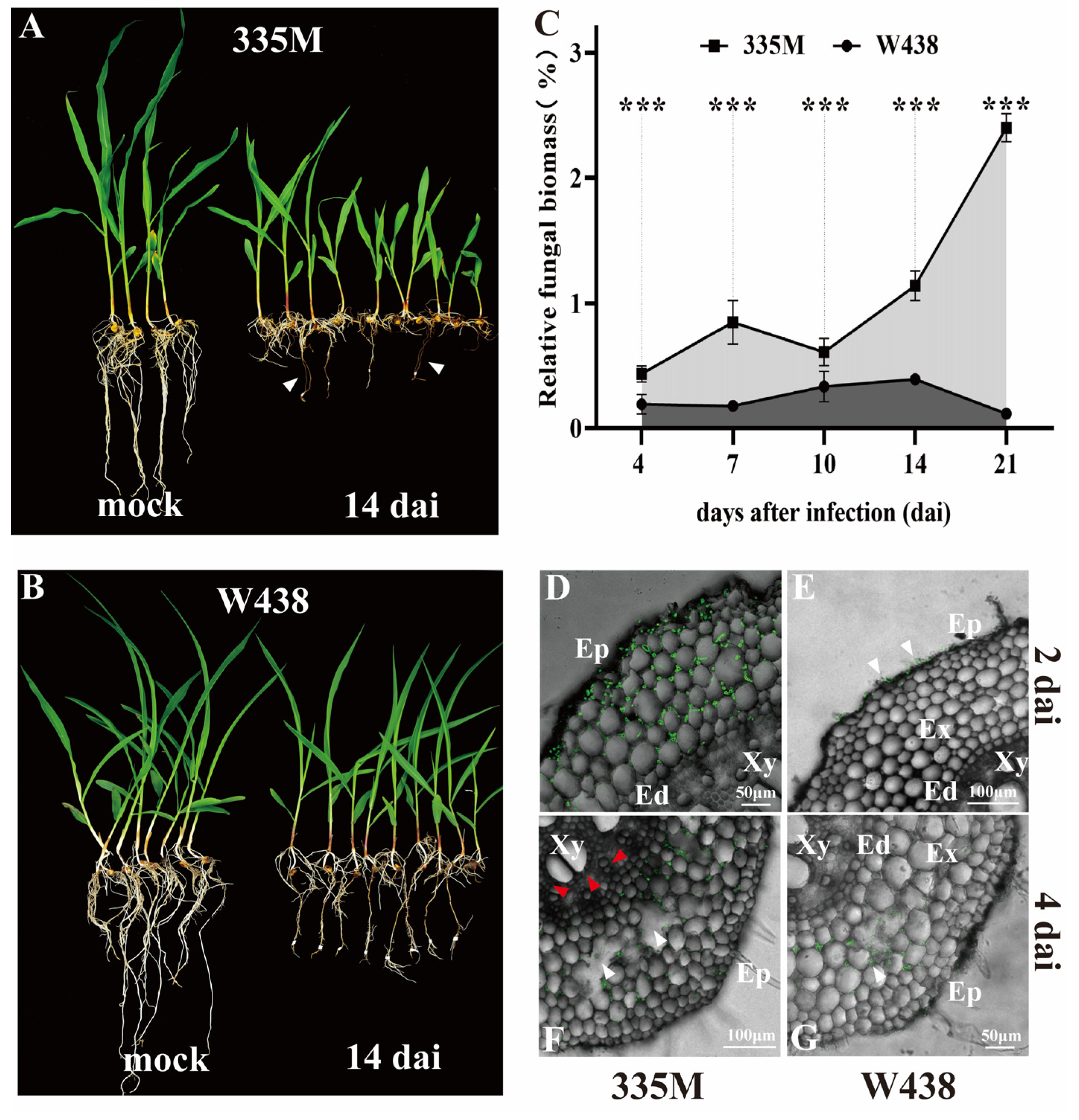 Plants 14 01376 g001