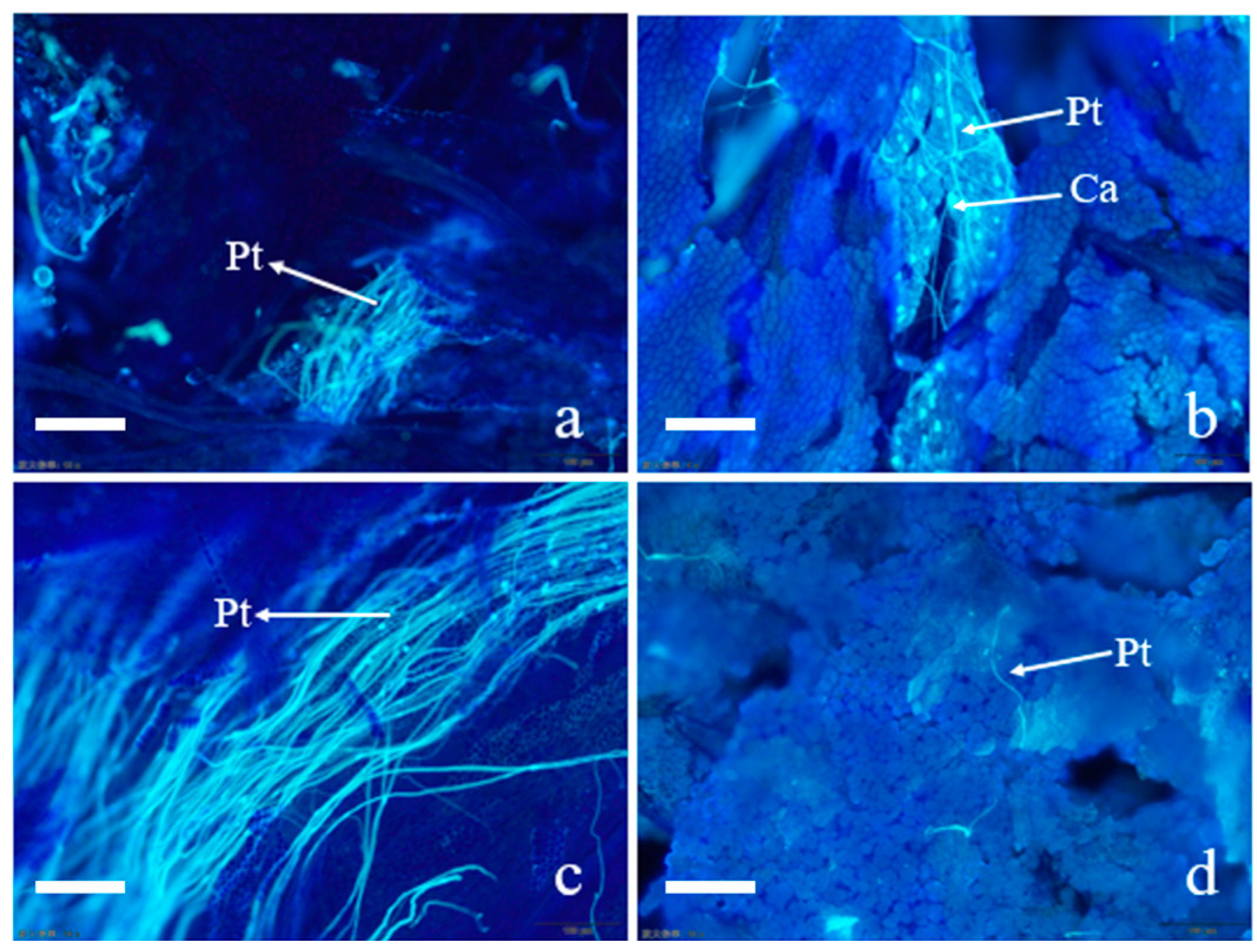 Plants 14 01381 g001