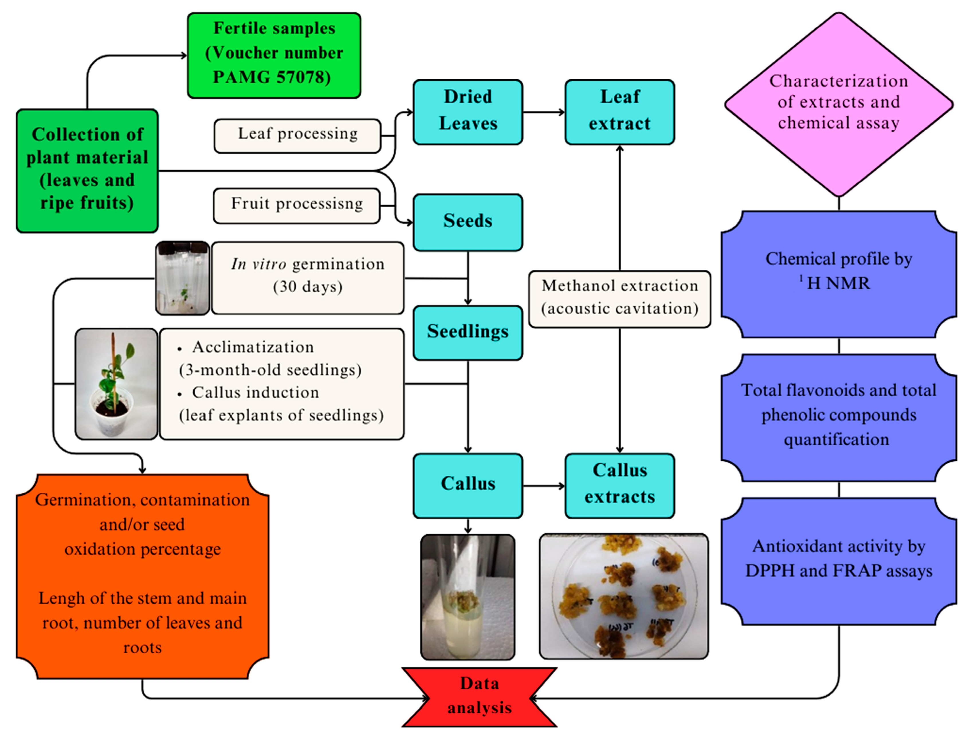 Plants 14 01383 g007