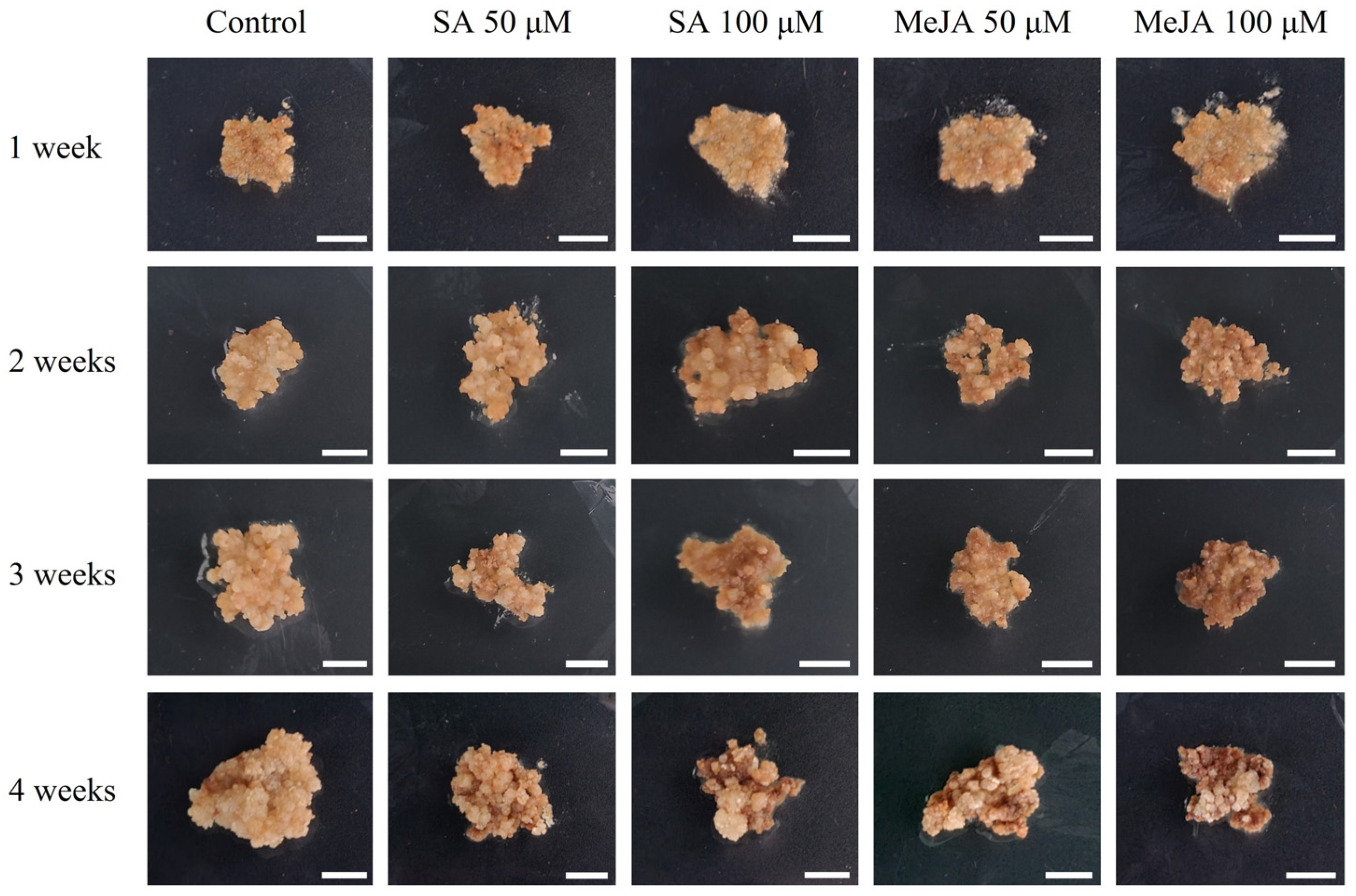 Plants 14 01386 g001