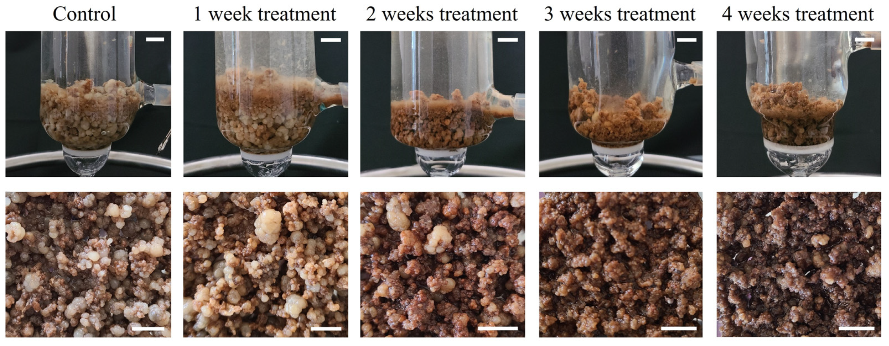 Plants 14 01386 g004