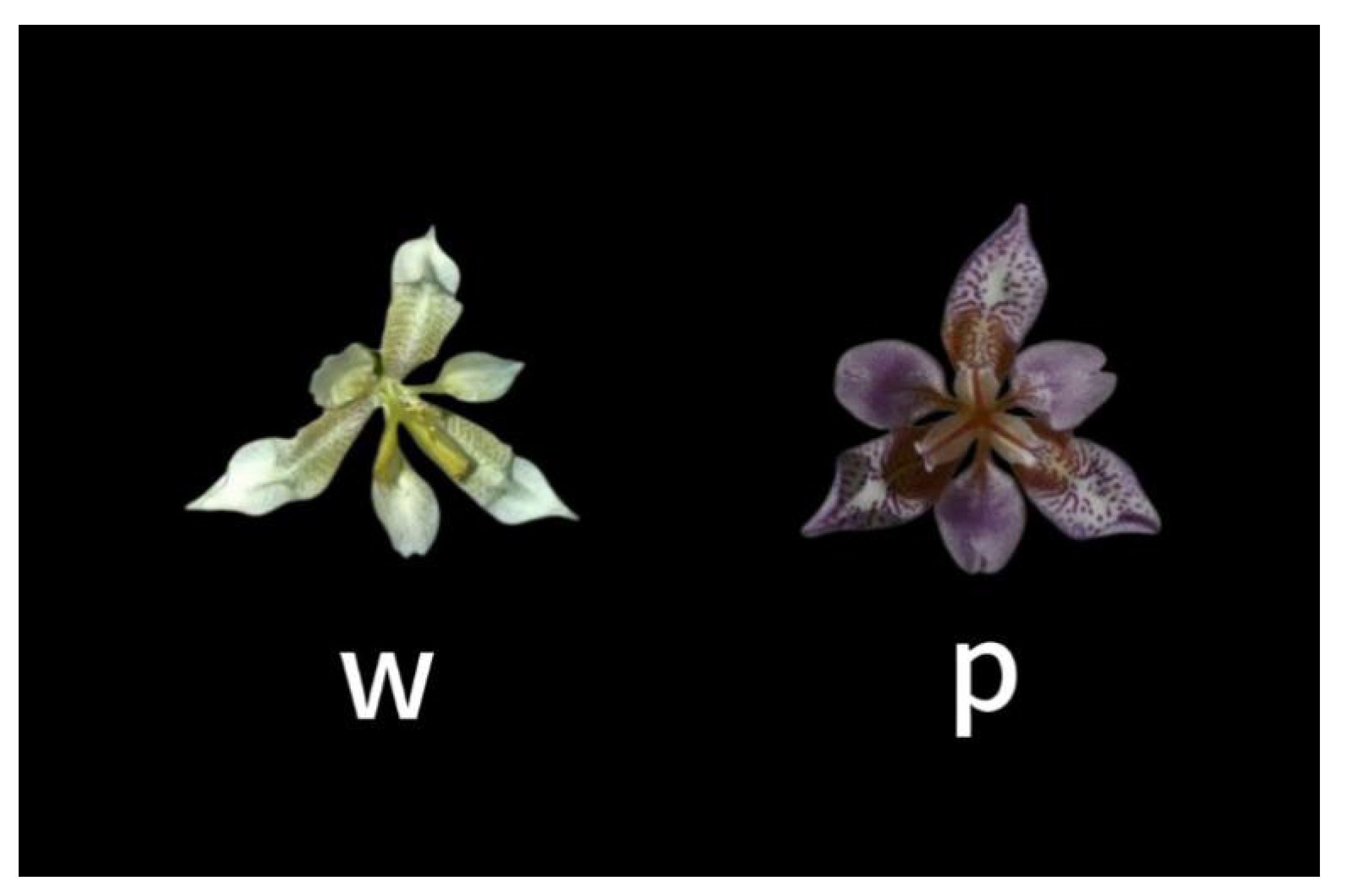 Plants 14 01387 g001