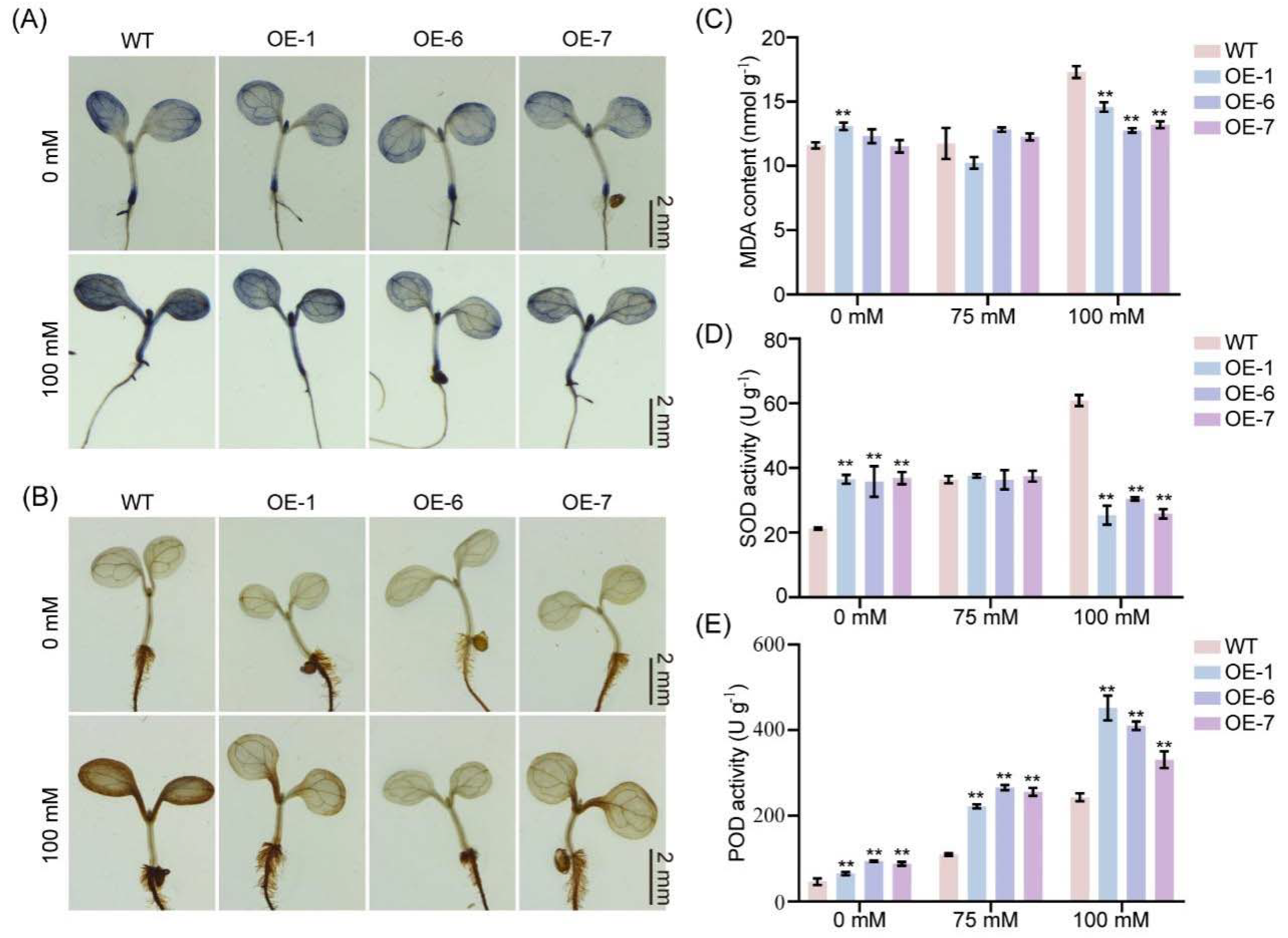 Plants 14 01391 g005