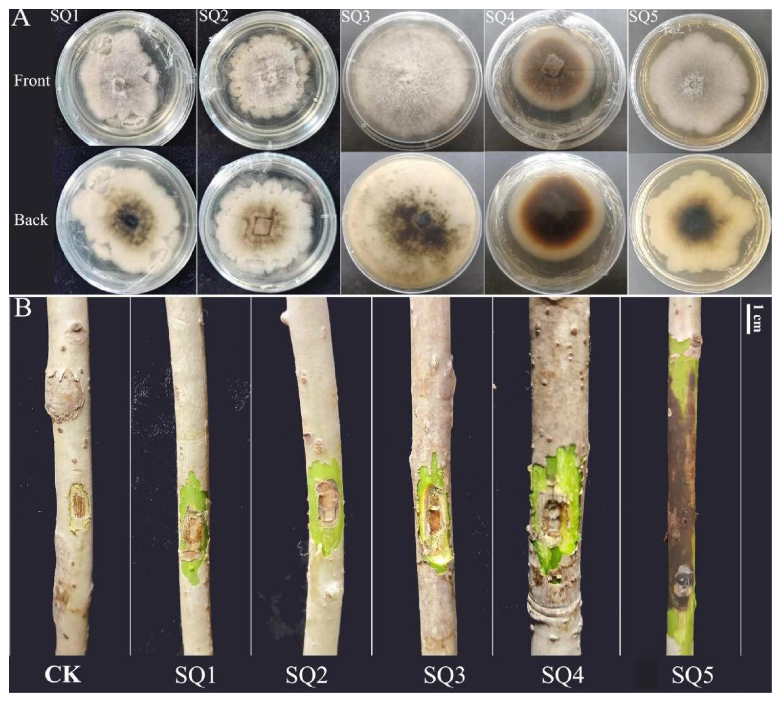 Plants 14 01393 g002