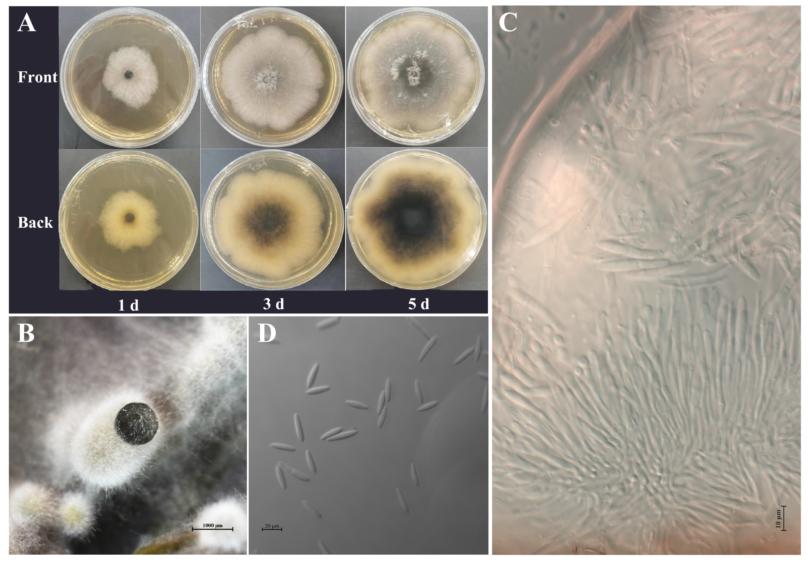 Plants 14 01393 g004