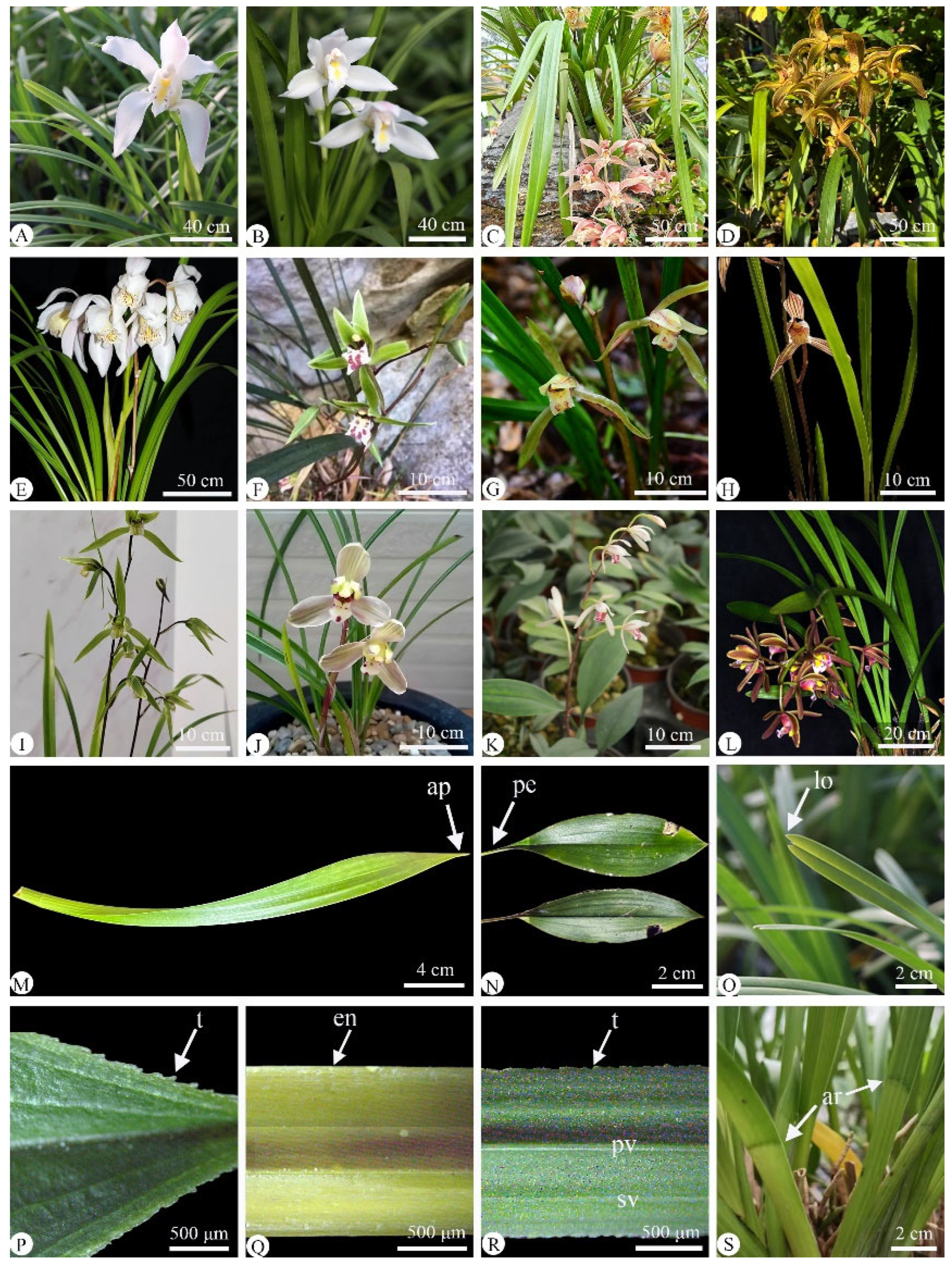 Plants 14 01396 g001