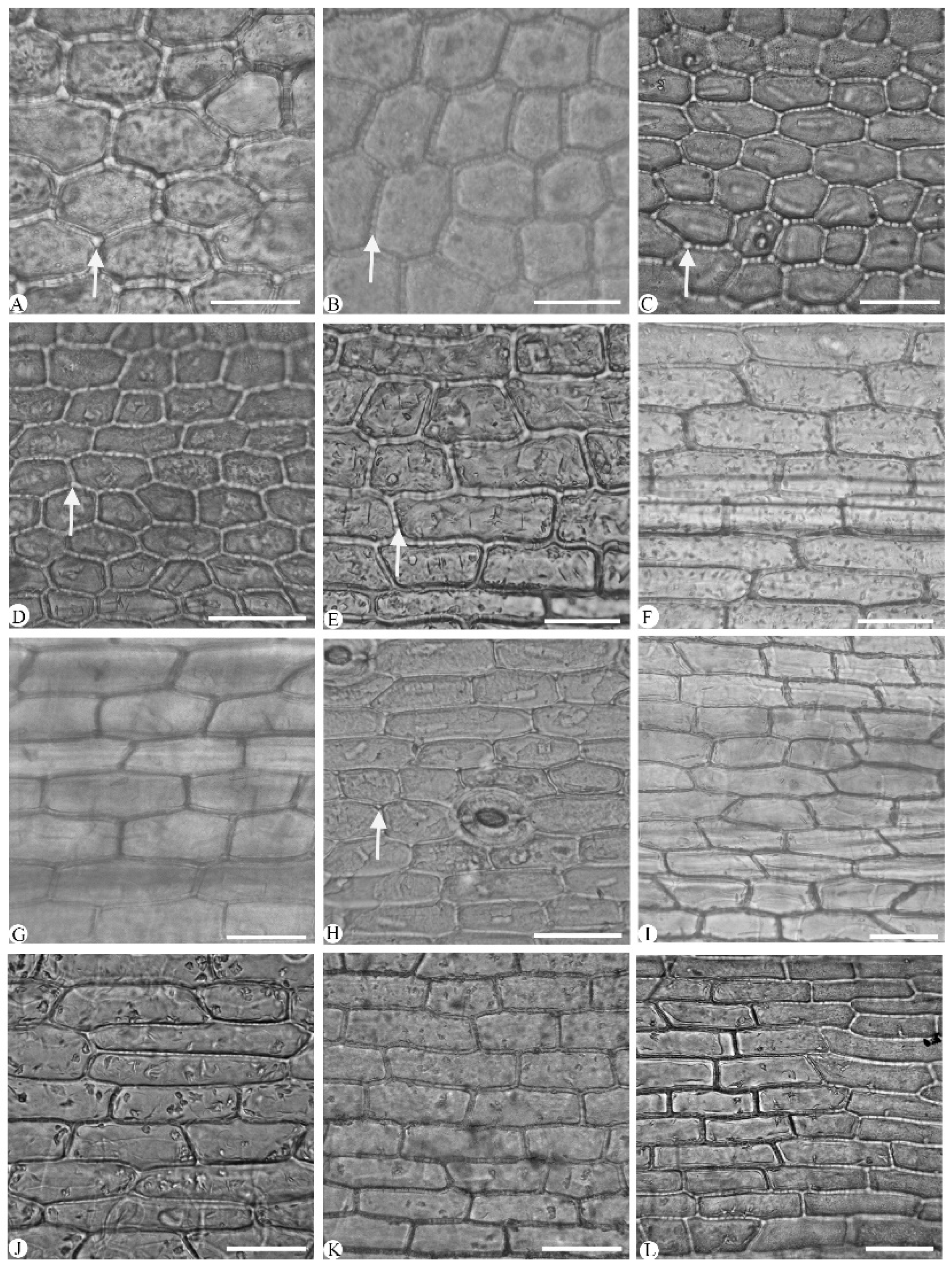 Plants 14 01396 g002