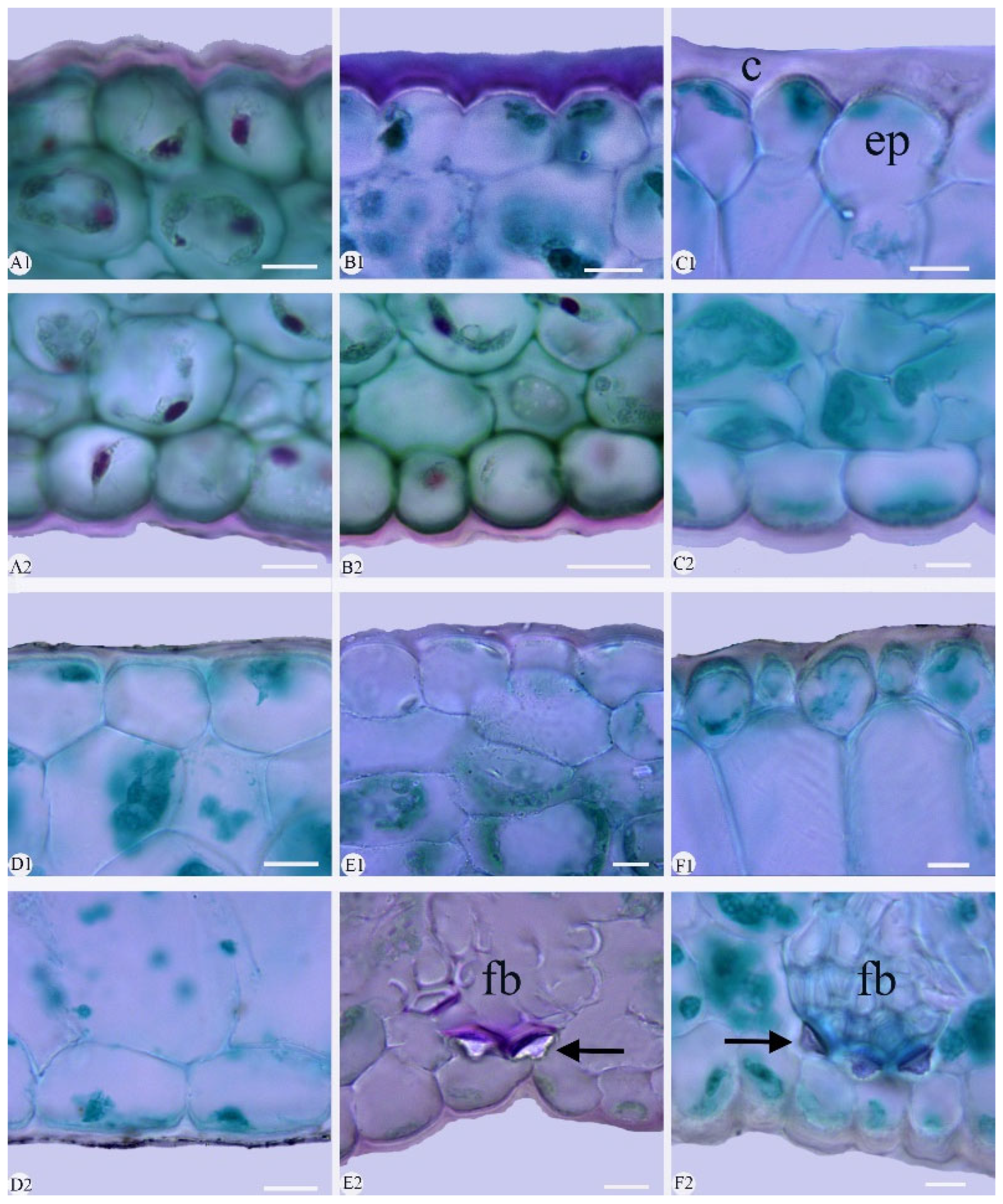 Plants 14 01396 g005