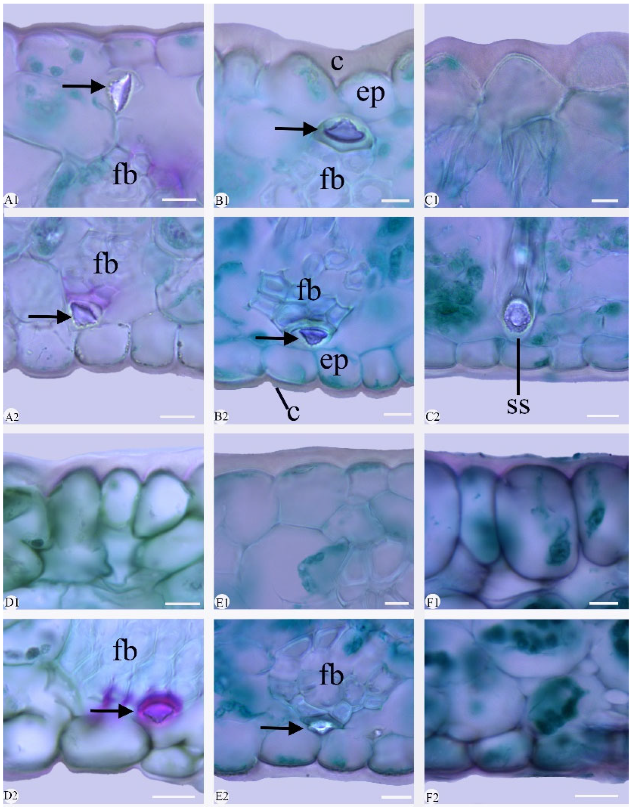 Plants 14 01396 g006