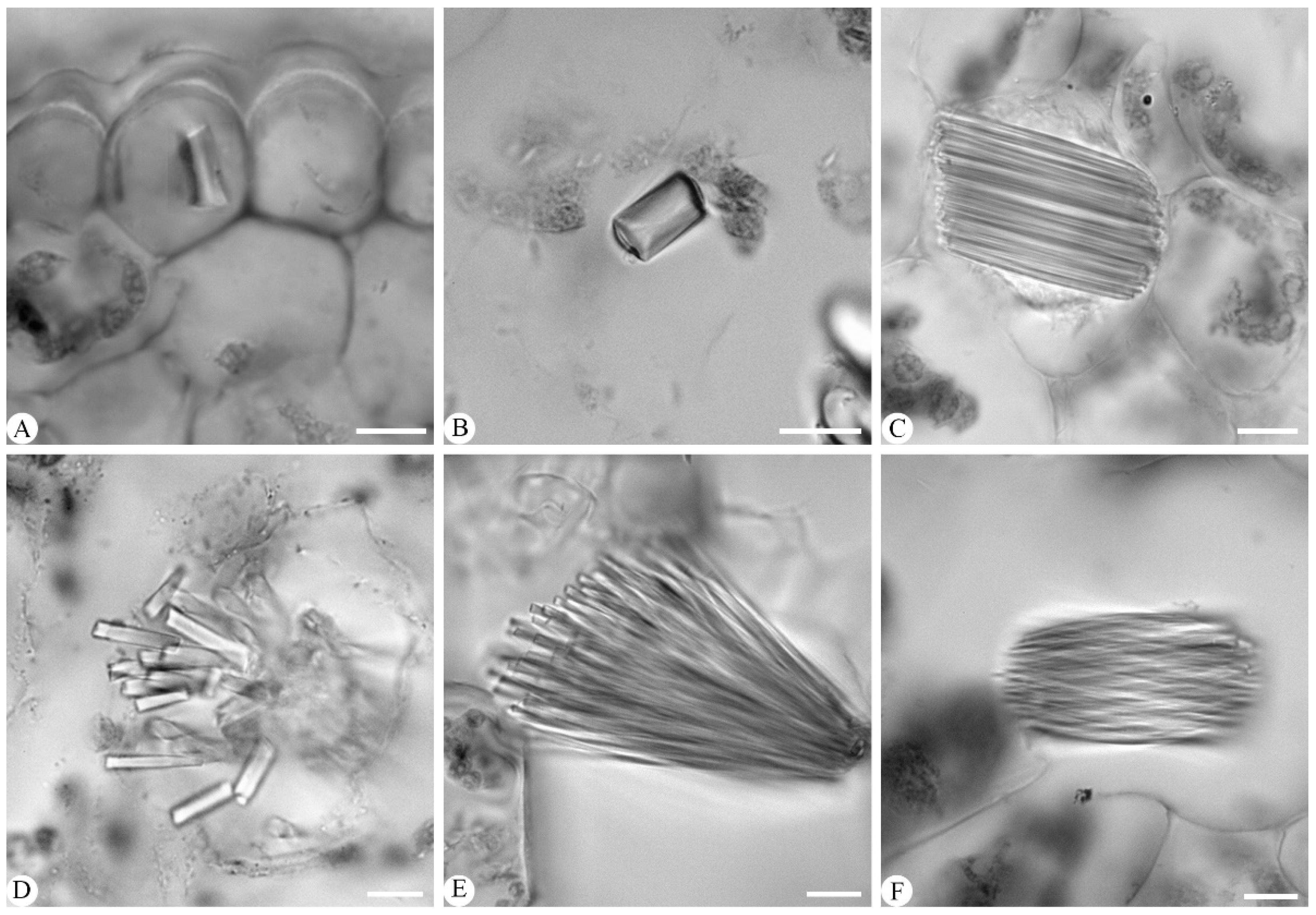 Plants 14 01396 g007