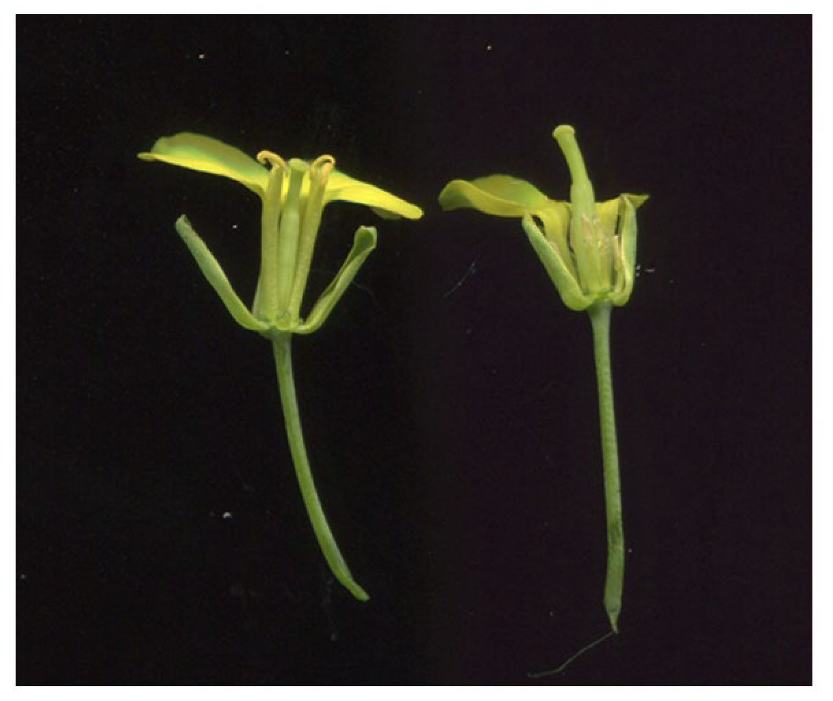 Plants 14 01397 g001