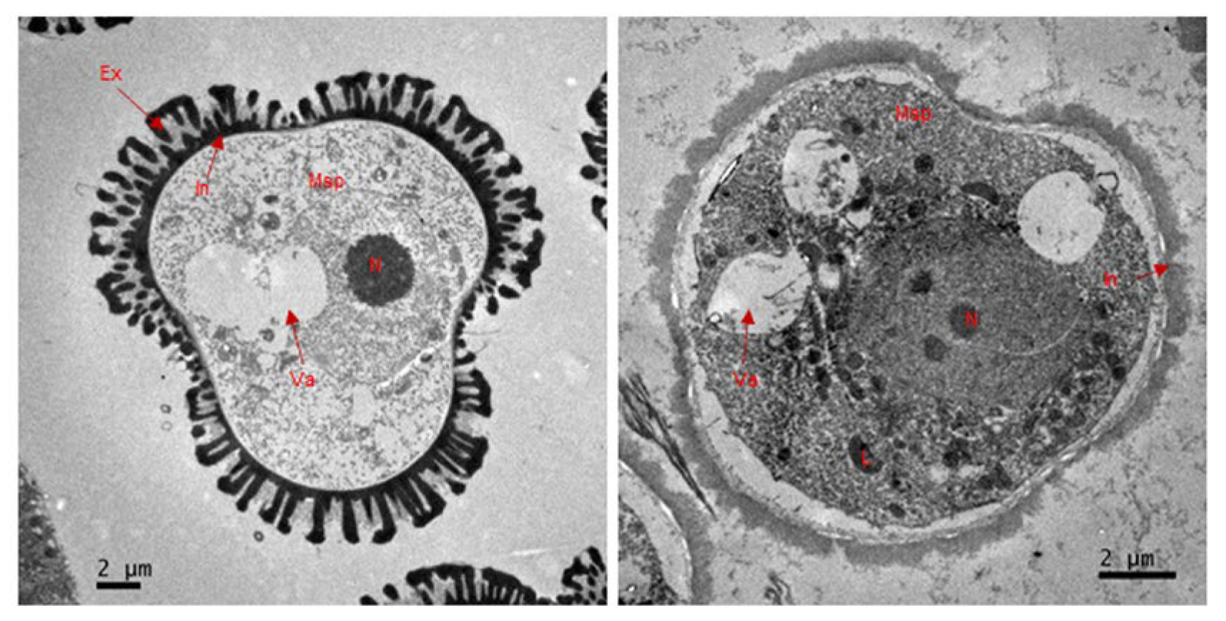 Plants 14 01397 g003