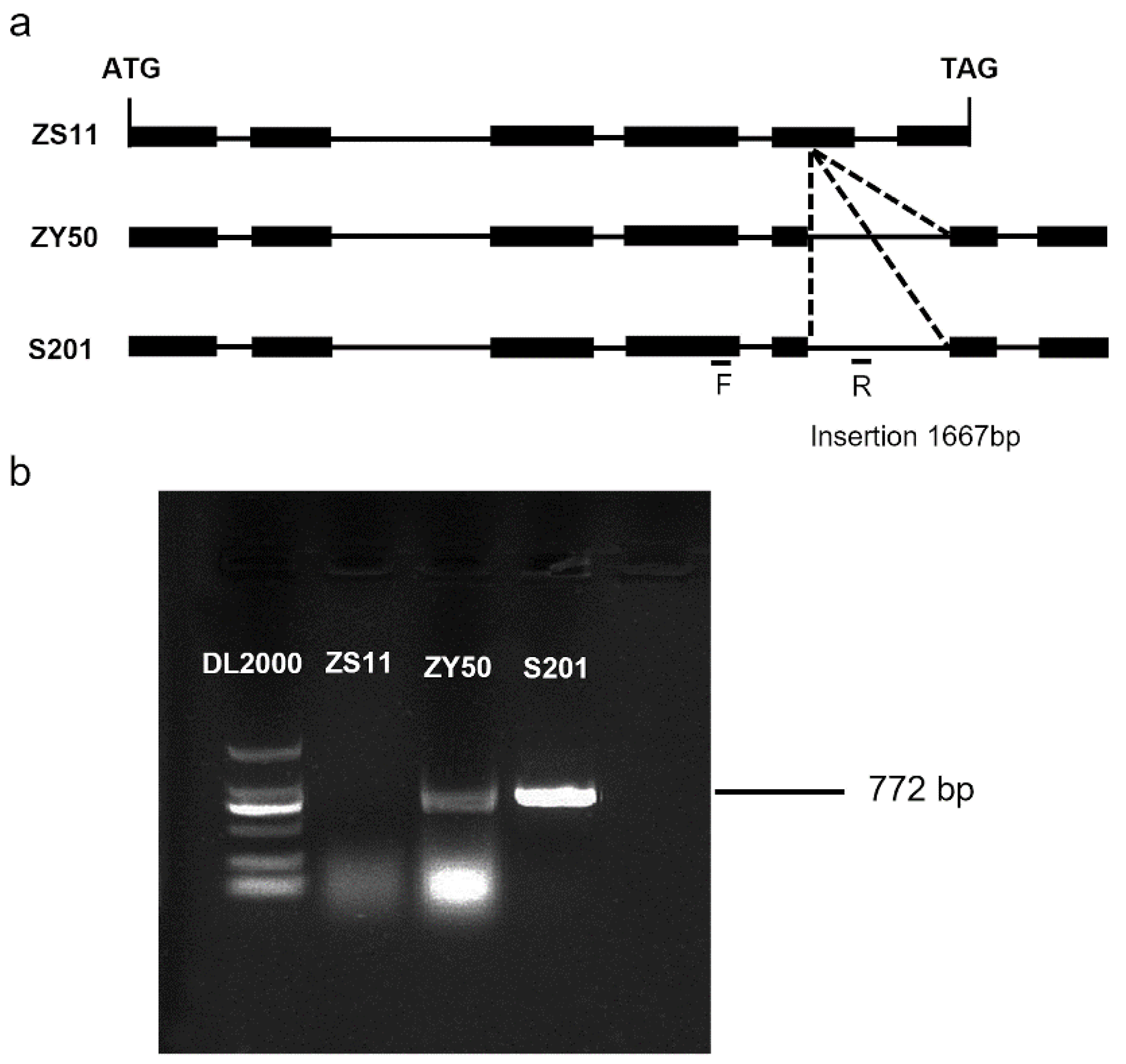 Plants 14 01397 g007