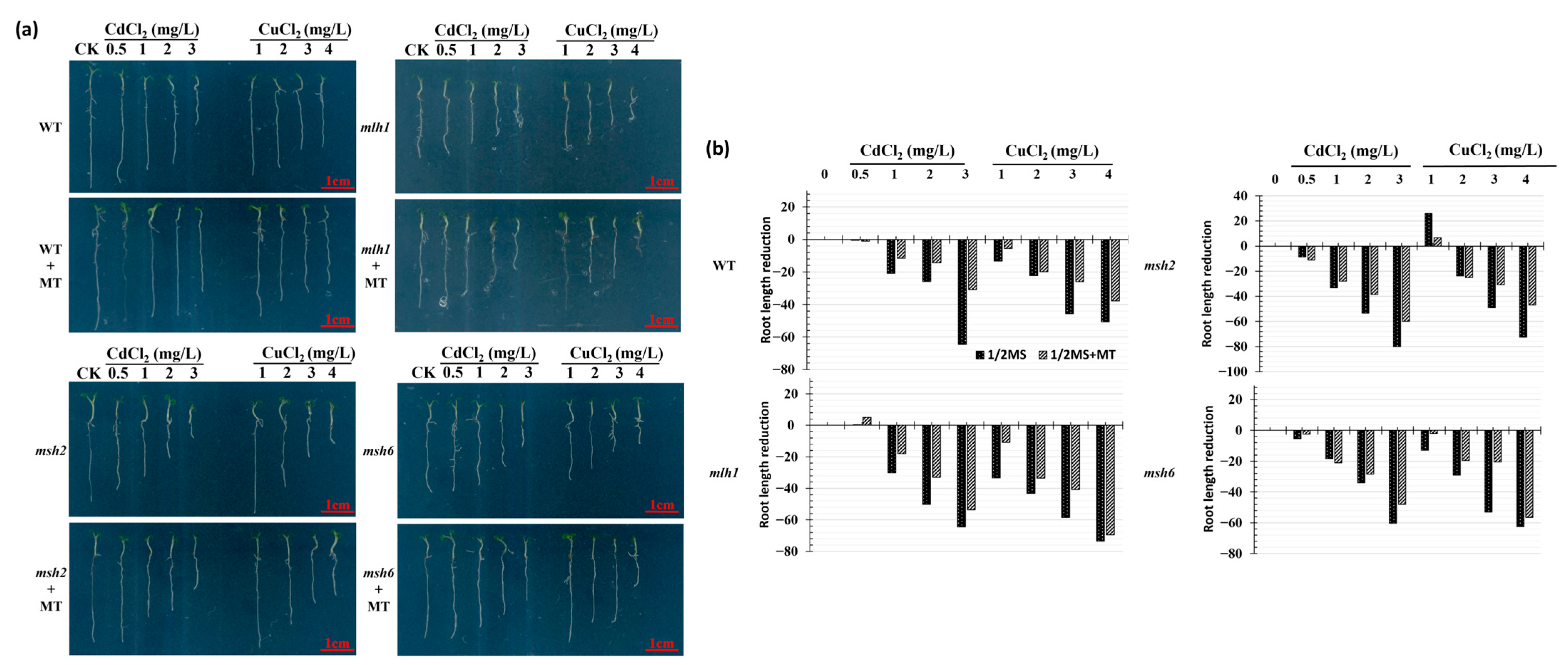 Plants 14 01398 g001