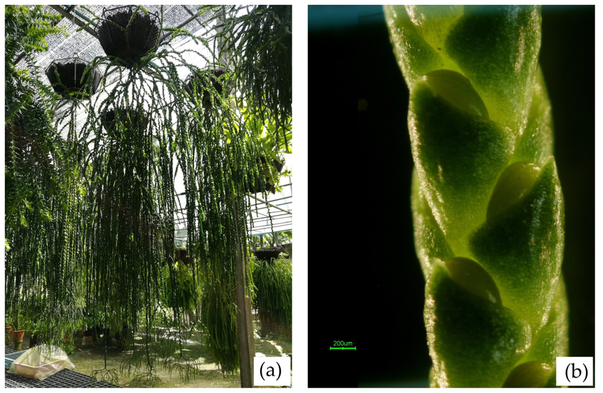 Plants 14 01400 g009