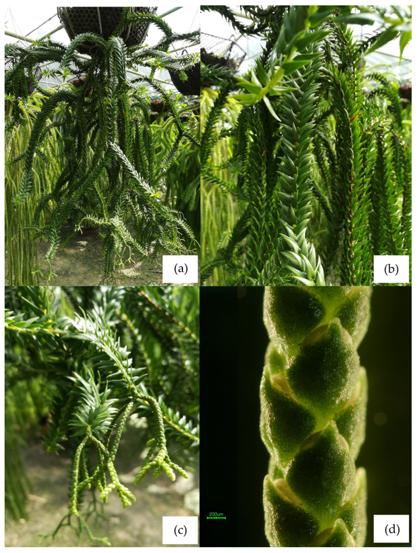 Plants 14 01400 g010