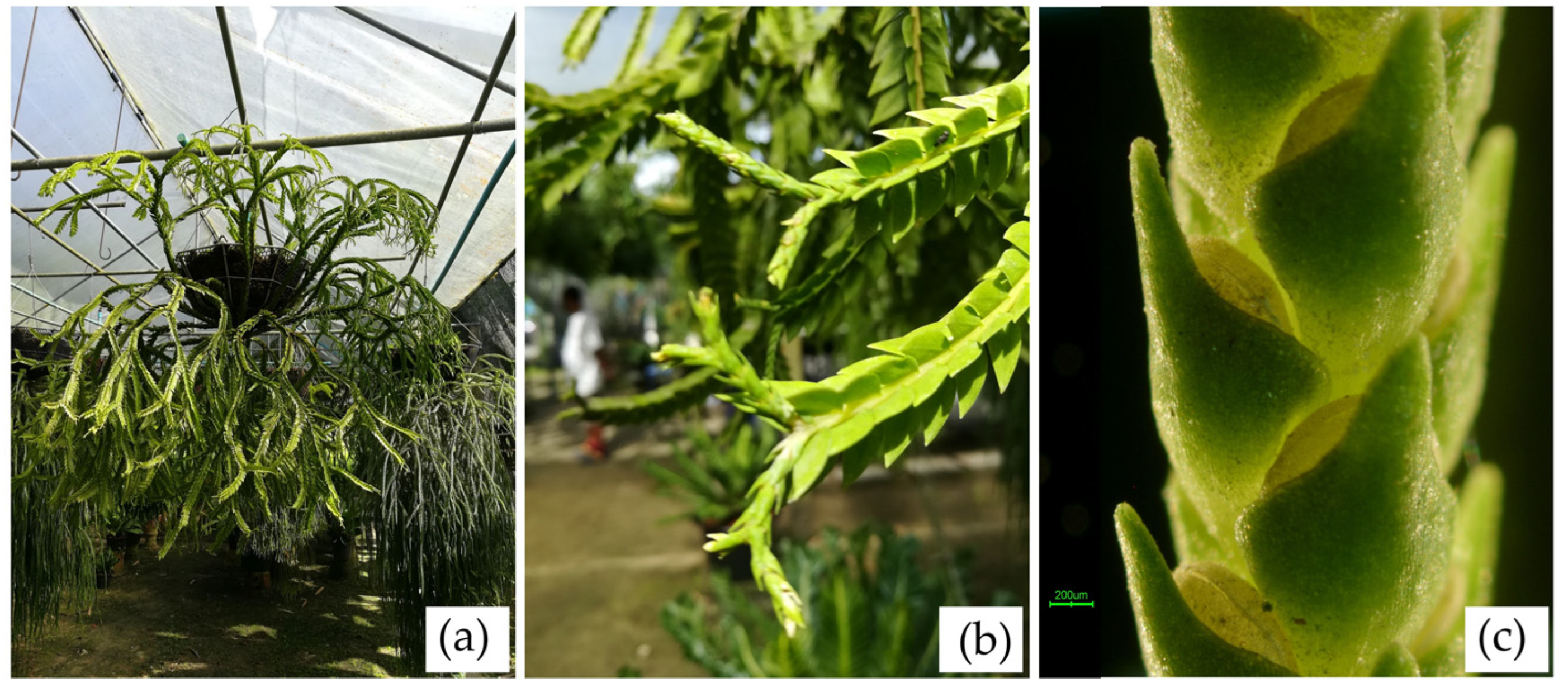 Plants 14 01400 g011