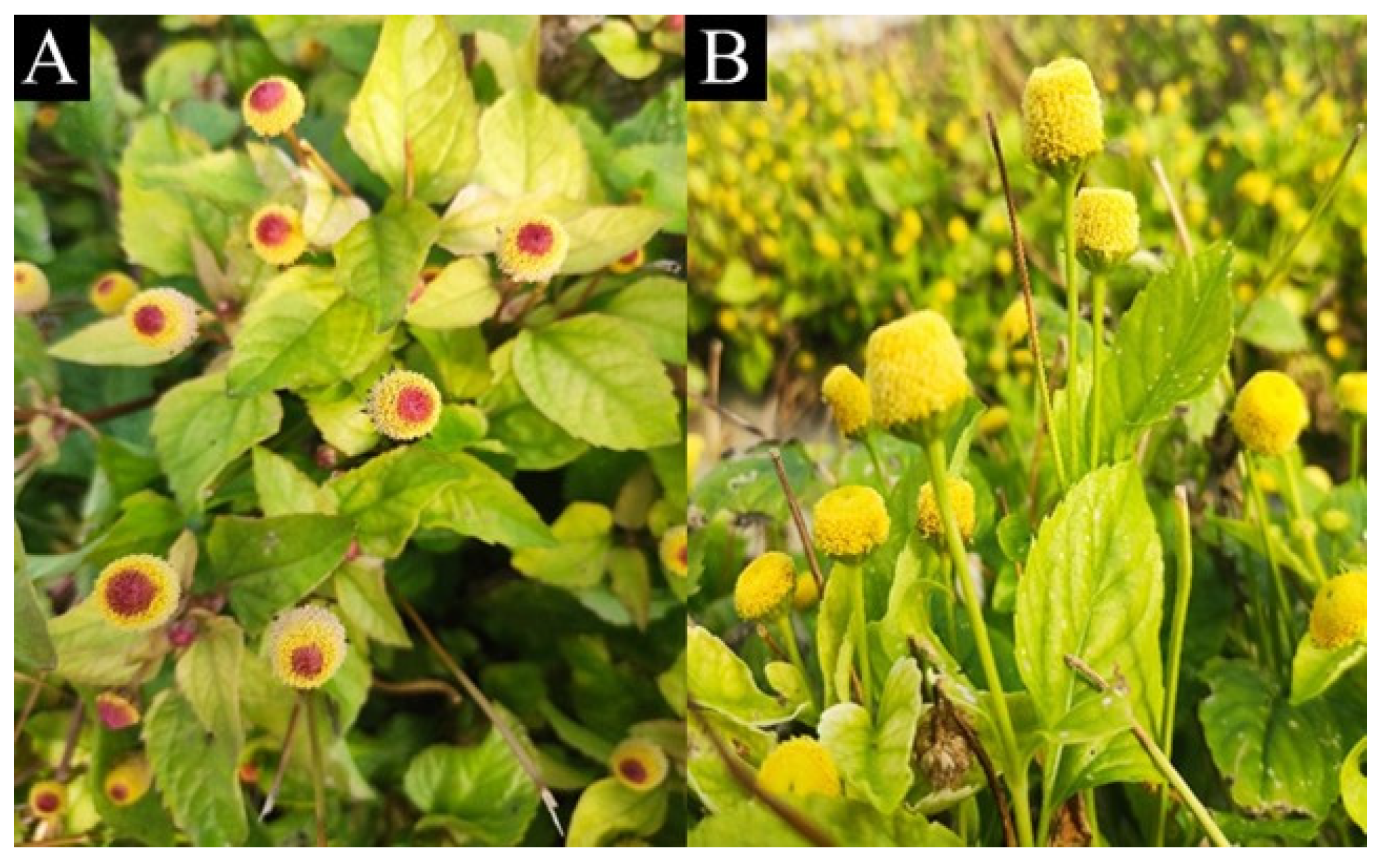 Plants 14 01401 g001