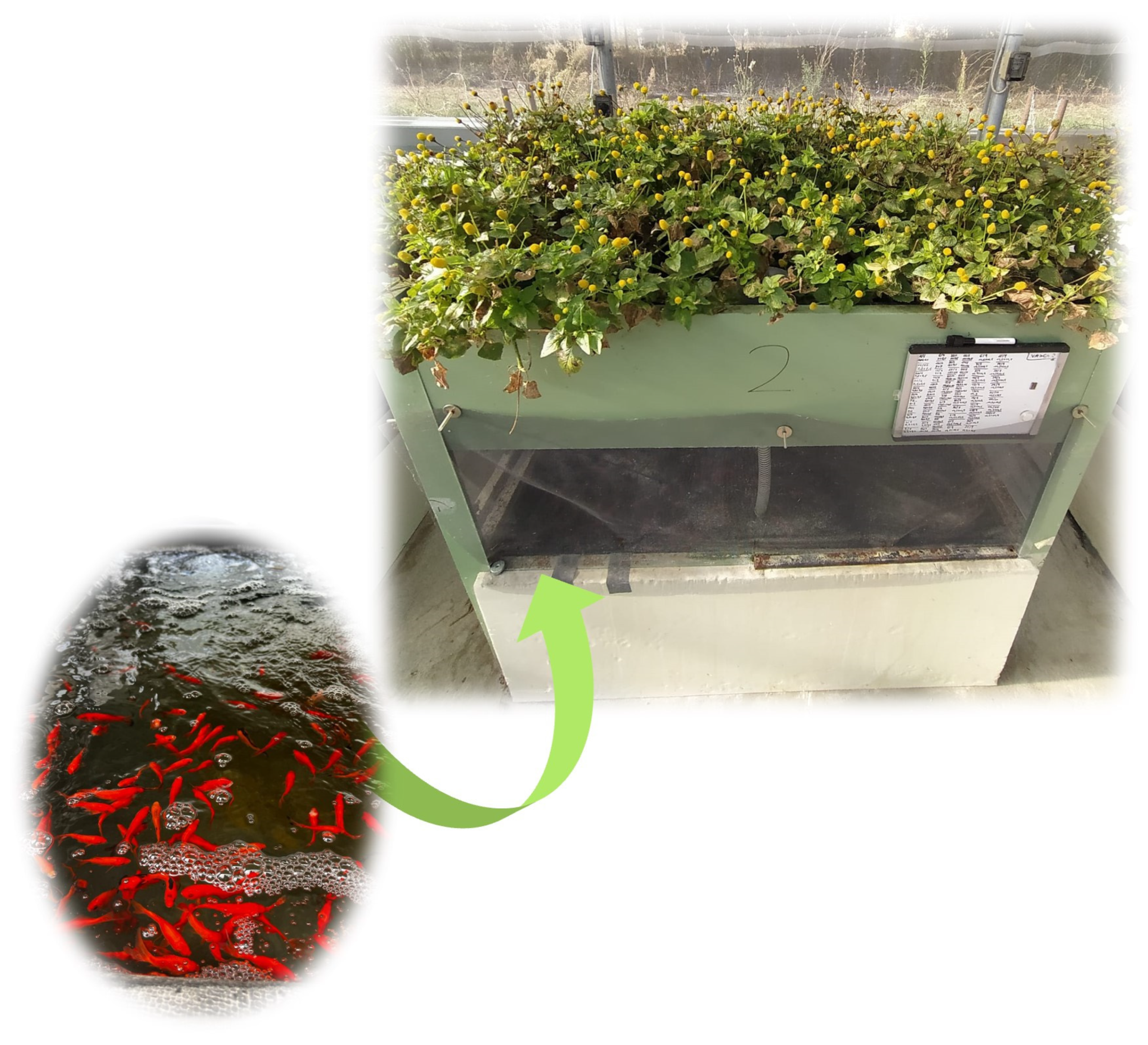 Plants 14 01401 g006