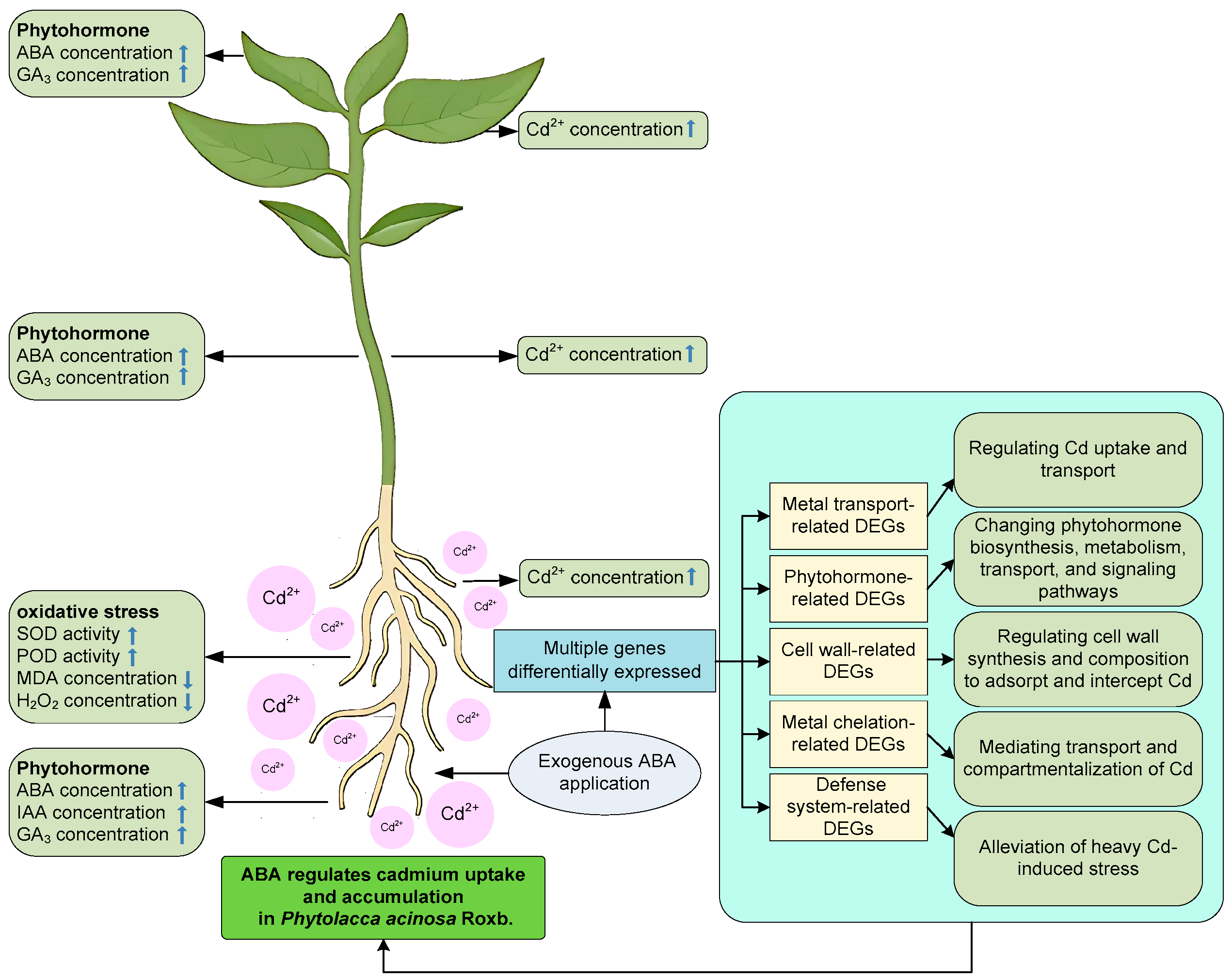 Plants 14 01405 g011