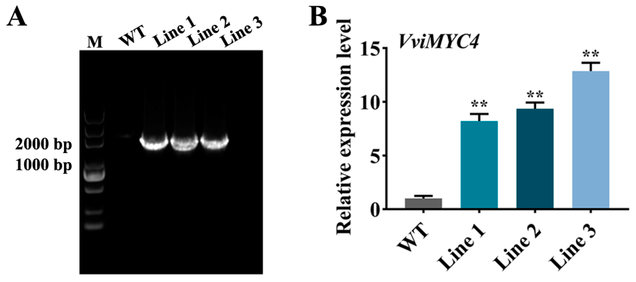 Plants 14 01409 g004