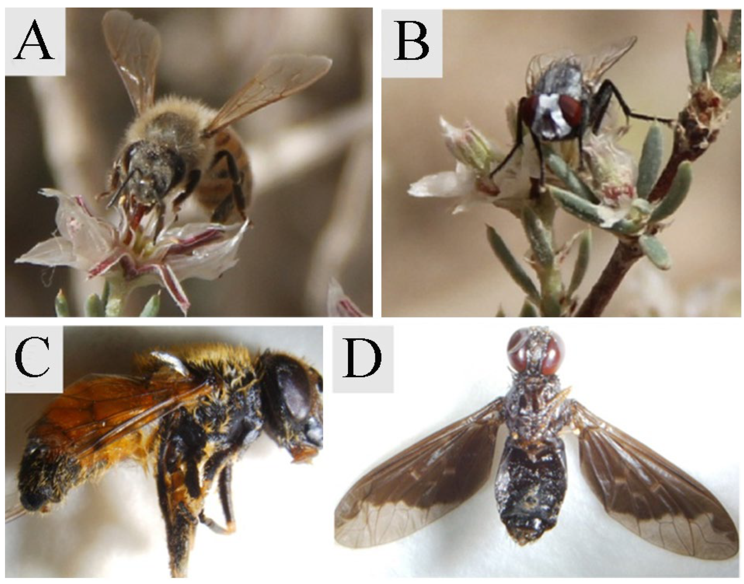 Plants 14 01410 g003