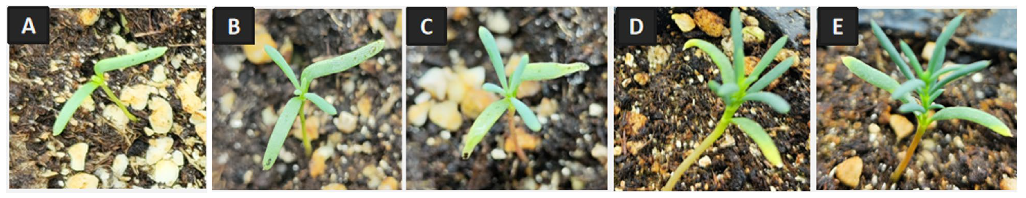 Plants 14 01410 g005