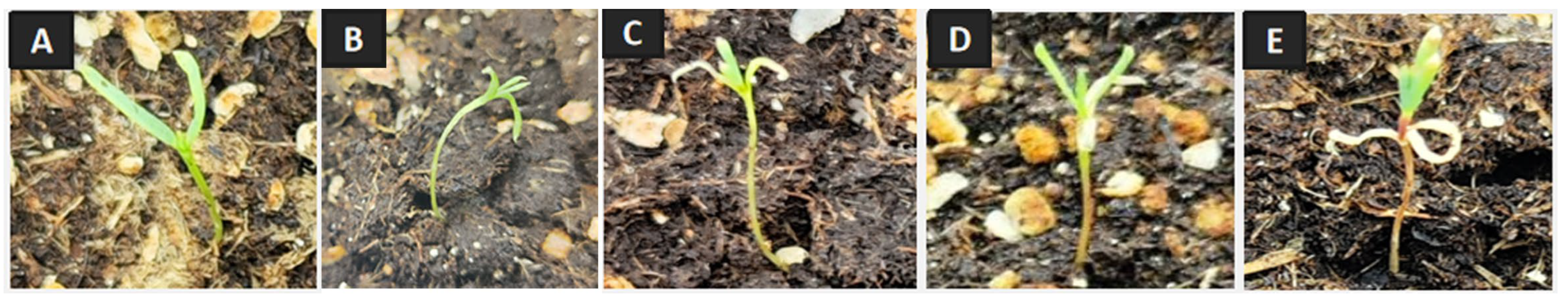 Plants 14 01410 g006