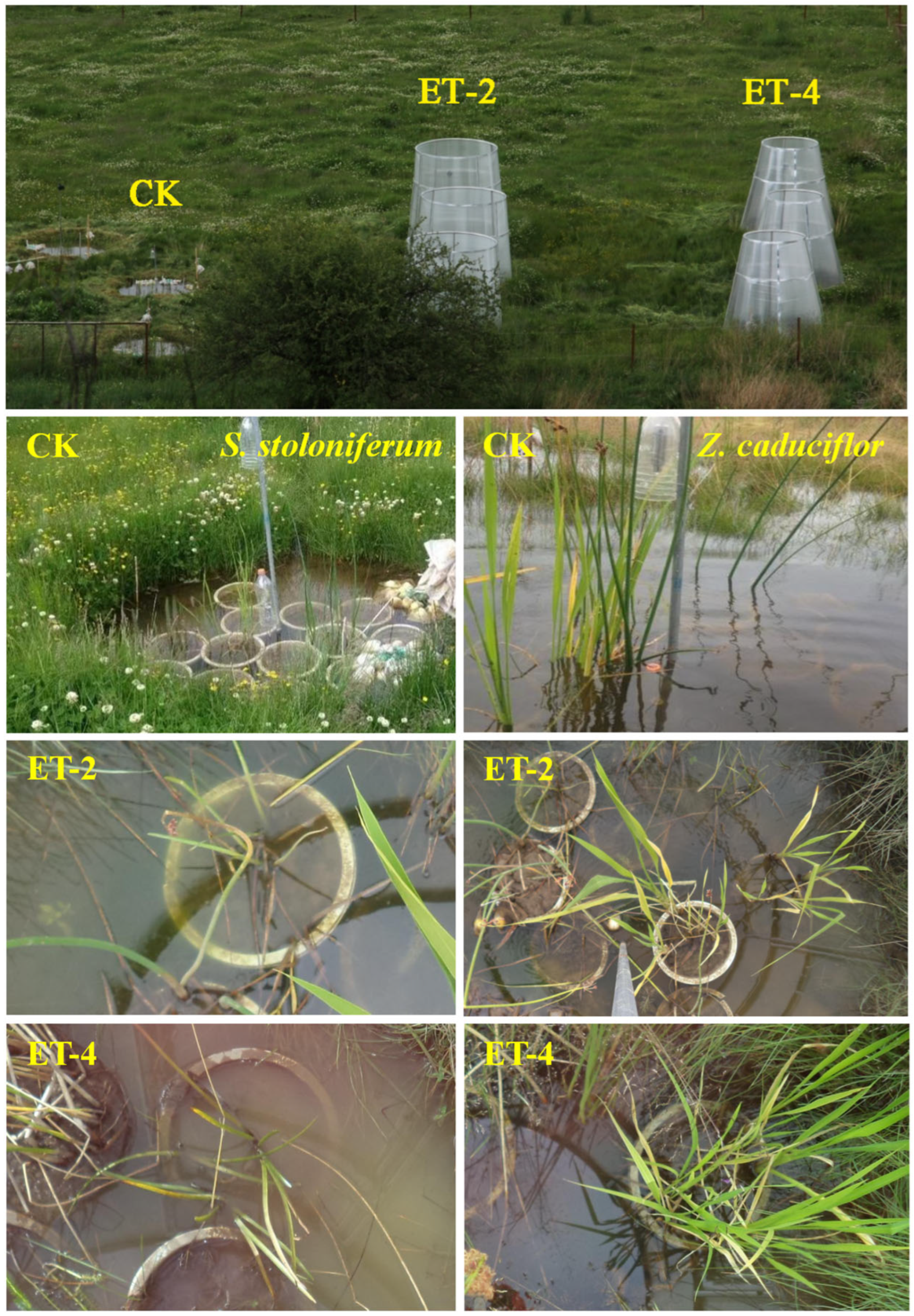 Plants 14 01414 g004