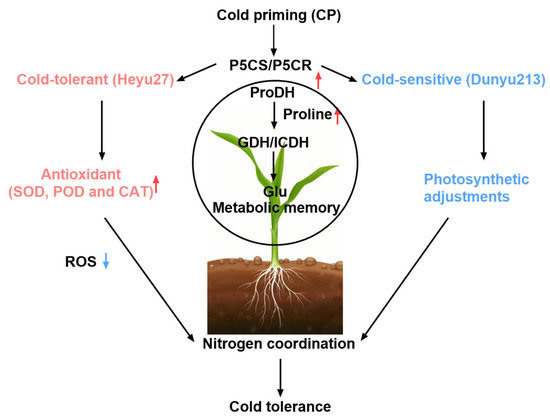 Proline–Nitrogen Metabolic Coordination Mediates Cold