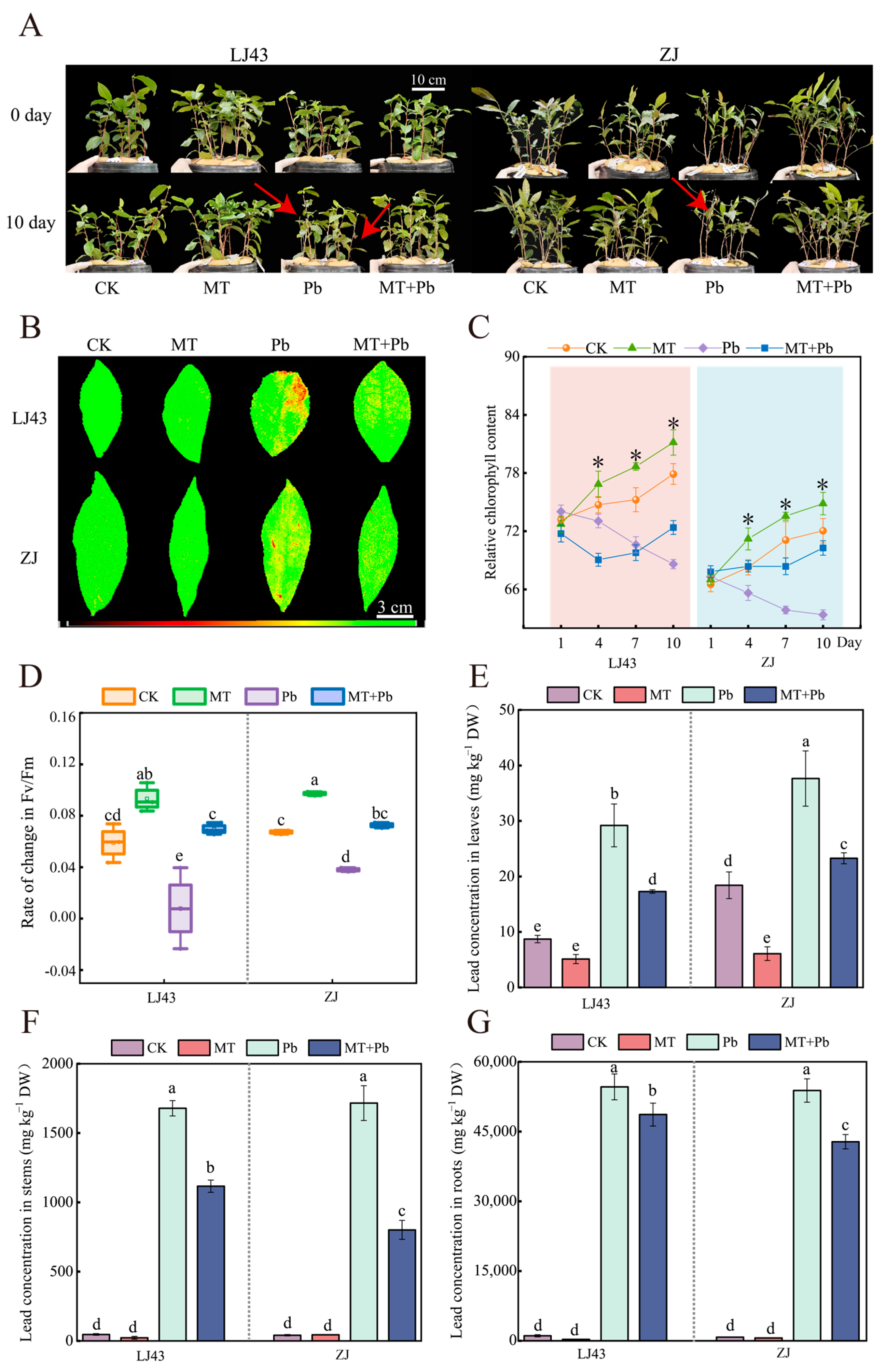 Plants 14 01417 g001