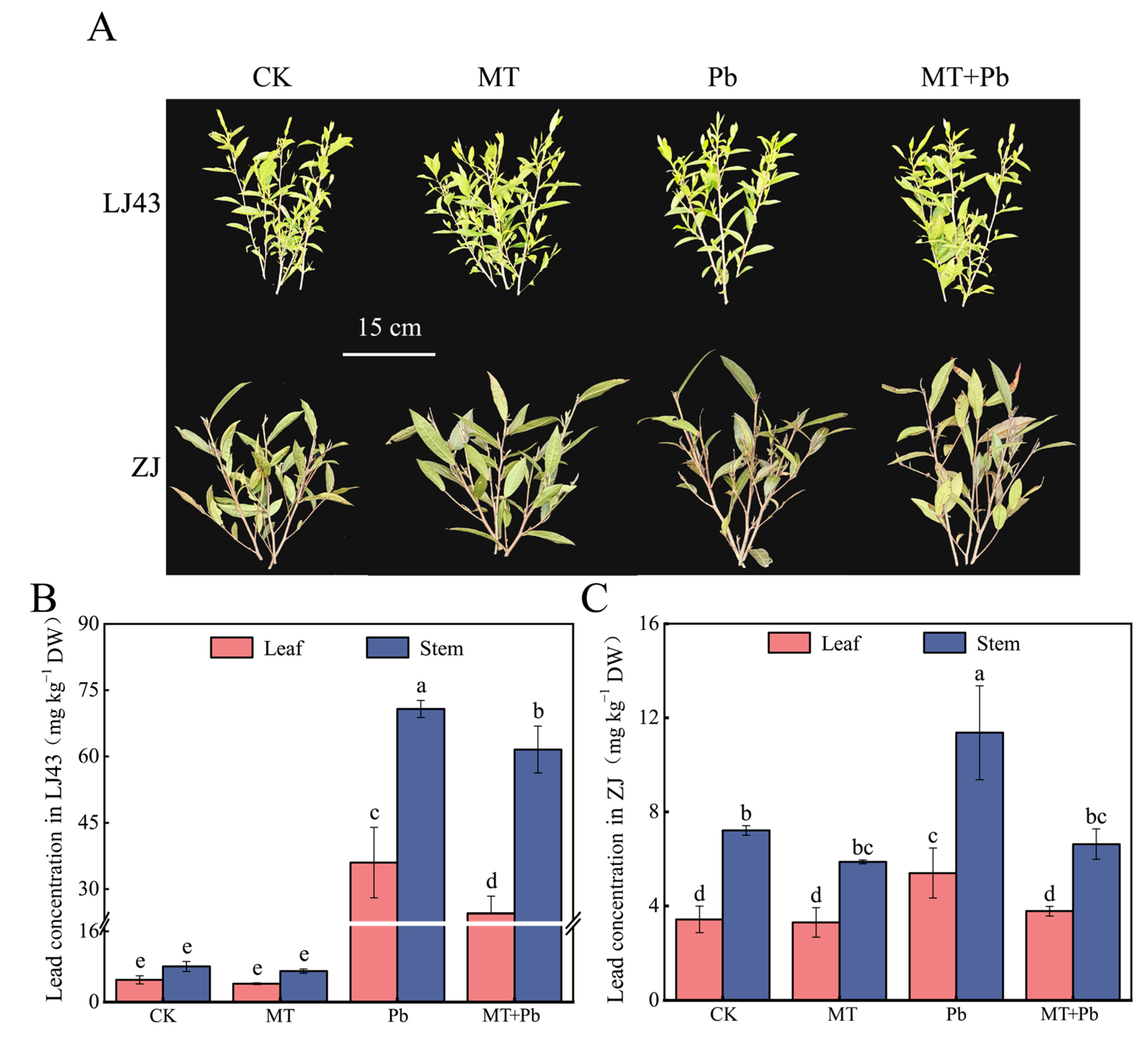 Plants 14 01417 g006