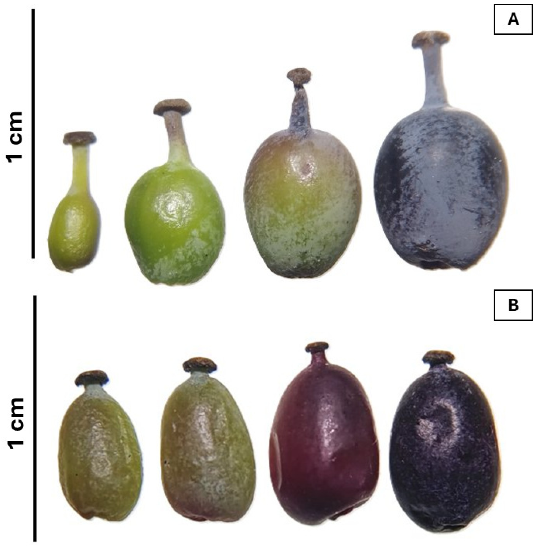 Plants 14 01418 g001