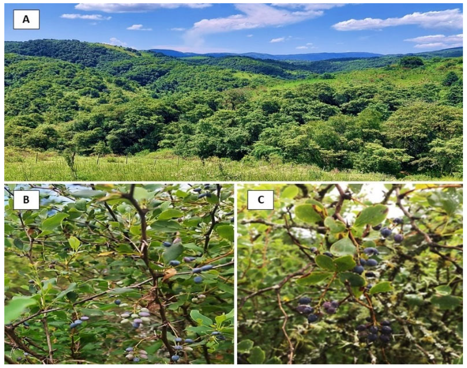 Plants 14 01418 g002