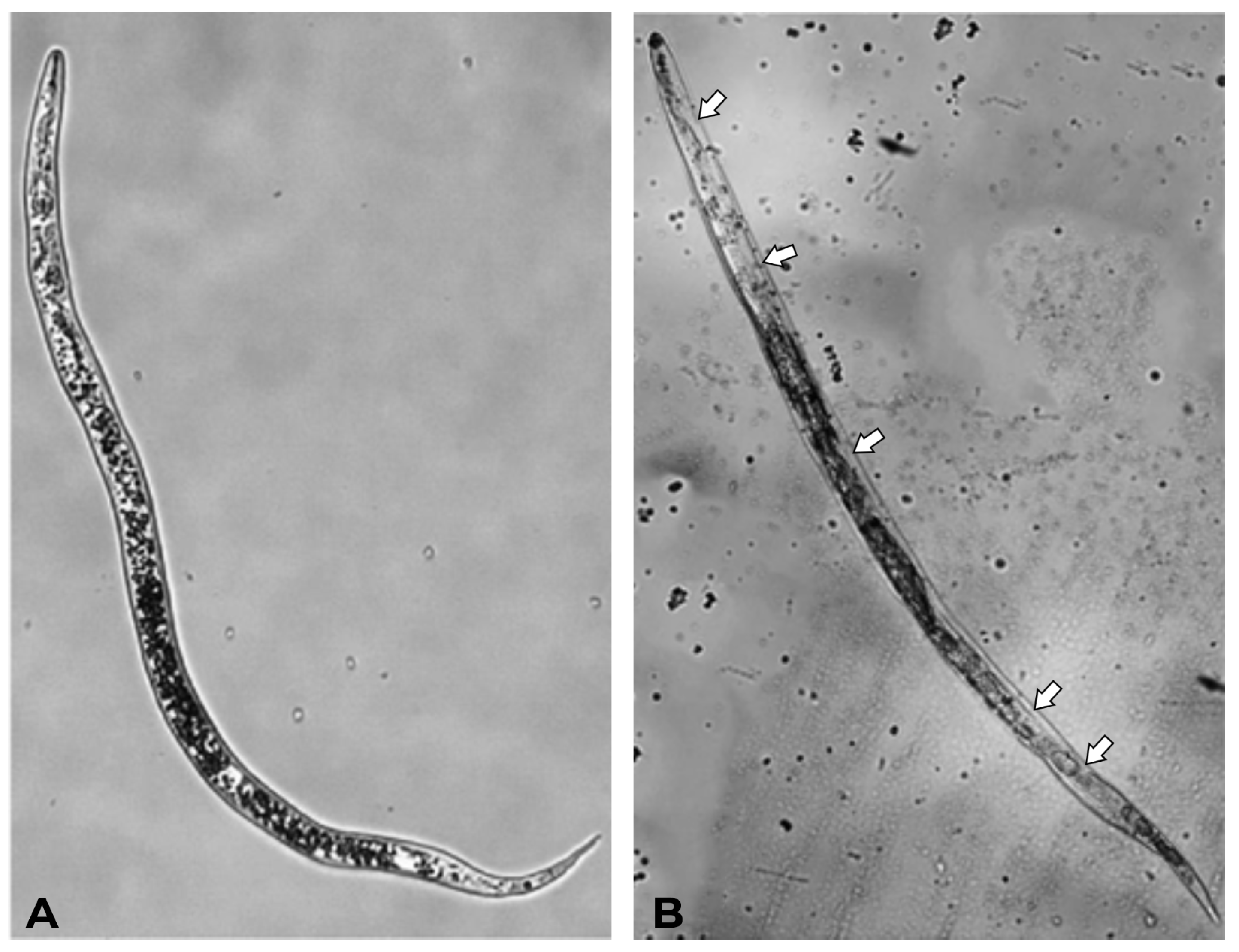 Plants 14 01420 g005