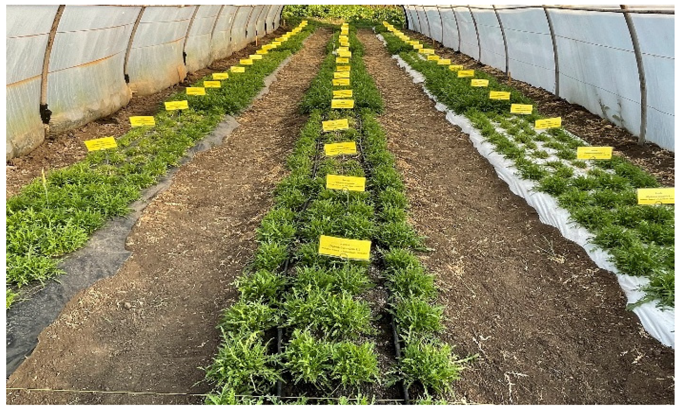 Plants 14 01421 g010 Plants 14 01421 g010