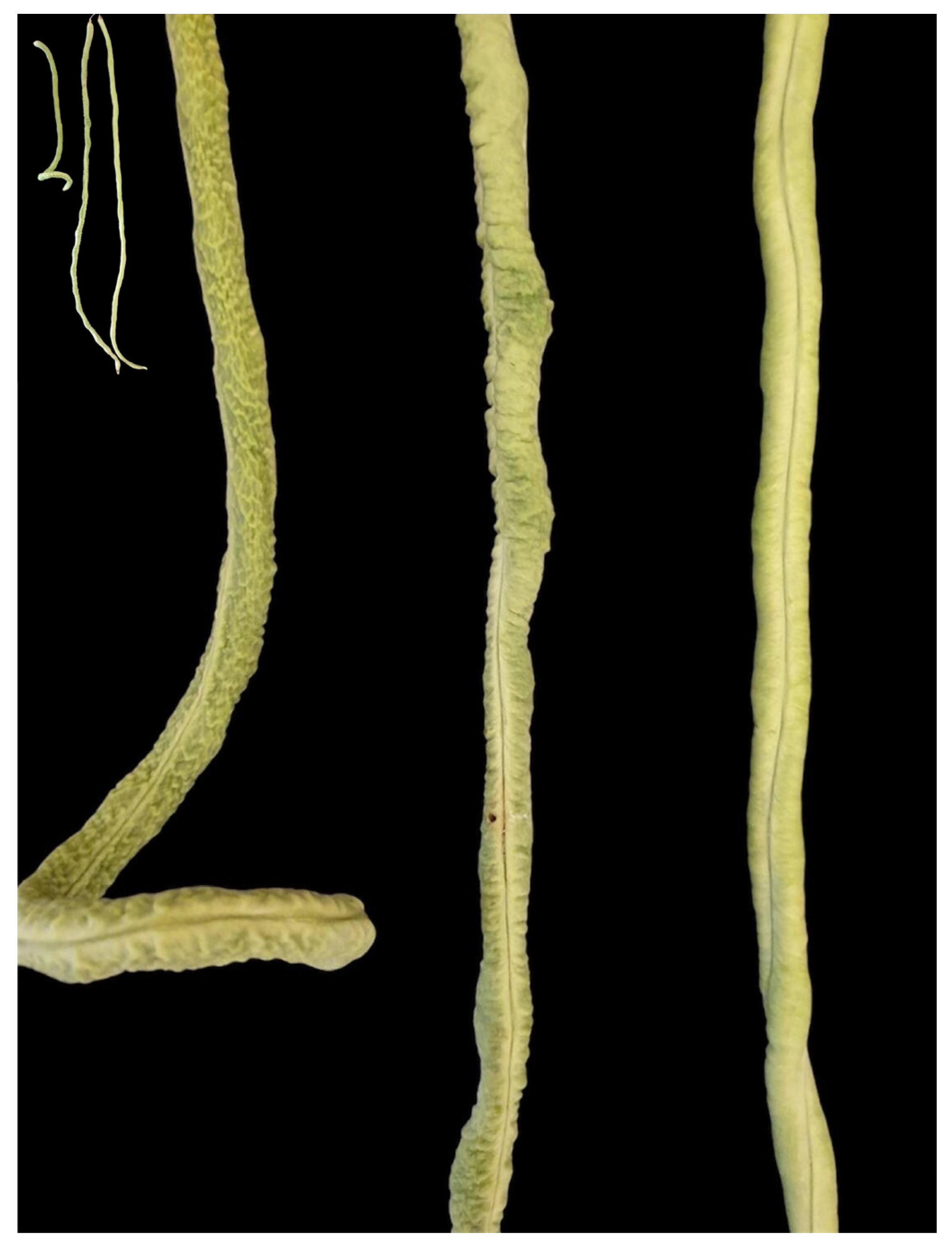 Plants 14 01447 g001